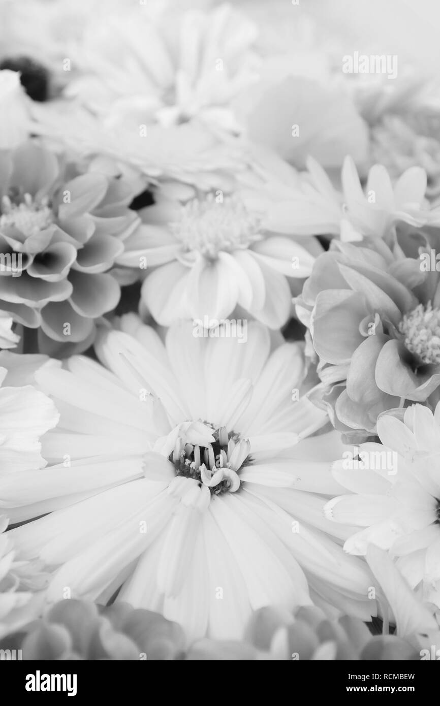 Calendula fiore nel fuoco selettivo tra una miscela di fiori d'estate - elaborazione monocromatica Foto Stock