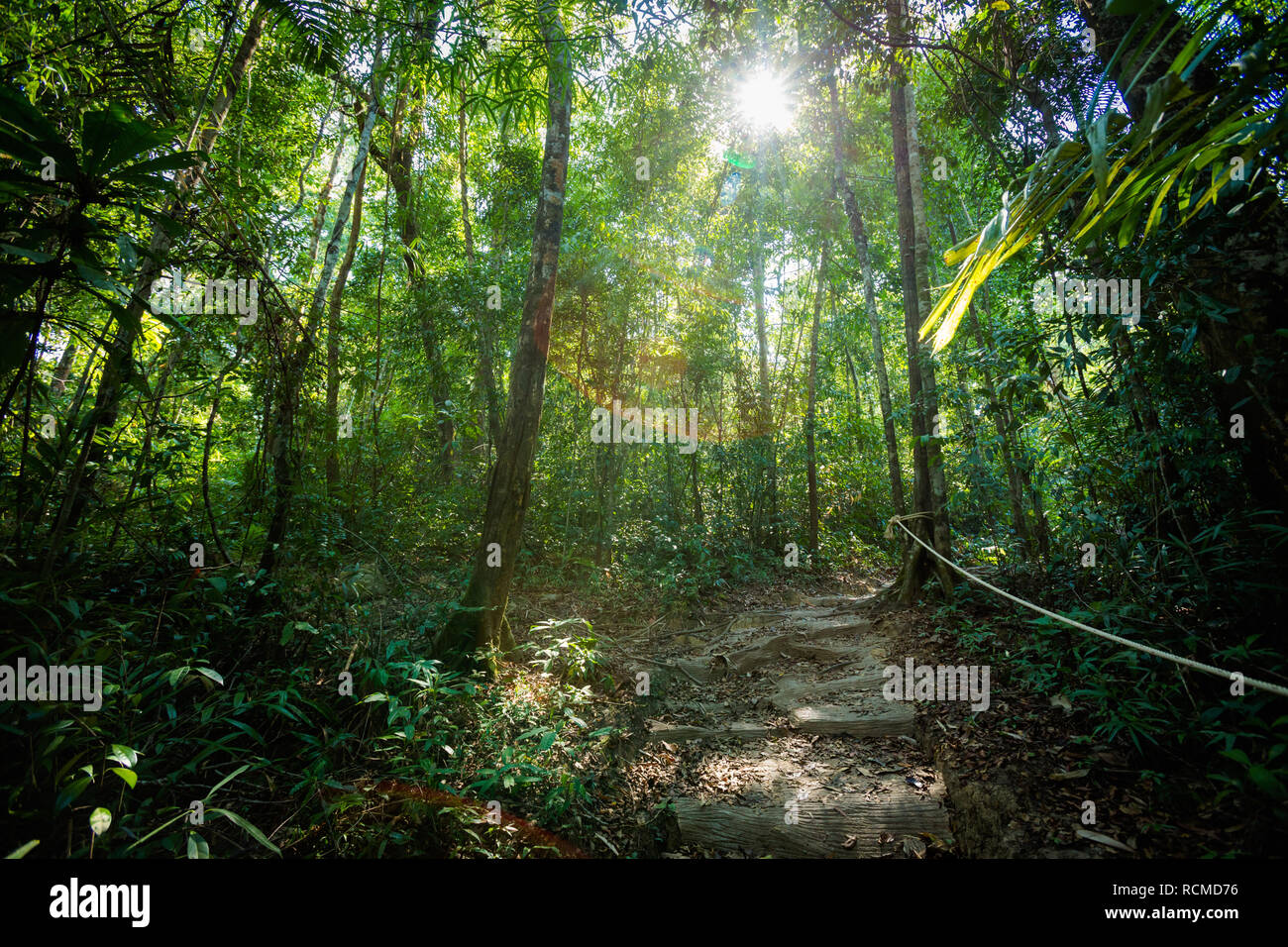 In estate il paesaggio nella giungla tropicale su Koh Kood island in Thailandia. Paesaggio pieno di verde bush in Klong Yai cascata area. Foto Stock