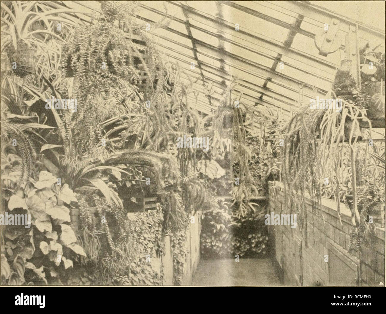 . Die Gartenwelt. Il giardinaggio. 1G6 Die G a r t e n w e 11. XXI, 14 tigen Heilkräuter, und ihre Kräfte werden für die ver- schiedenartigsten Wiri<ungen in höchst entwickelter forma ausgenutzt. Erwähnt seien nur mit deutschen Namen Safran, schwarze Malve, Nießwurz, Baldrian, Rainfarn, Pastinak, Kal- mus, Meerzwiebel (Heute ist sehr selten zu haben), Eibisch, Römische Kamille, Küchenschelle, Osterluzei, Meerrettig, Arnika, Beifuß (Wermut), Esdragon, Waldmeister, Nierenfarn, Tollkirsche, Wasserschierling, Herbstzeitlose, Artischocke, gelber und roter Enzian, Bärwurz, Rhabarber, Salbei, Honig- krau Foto Stock