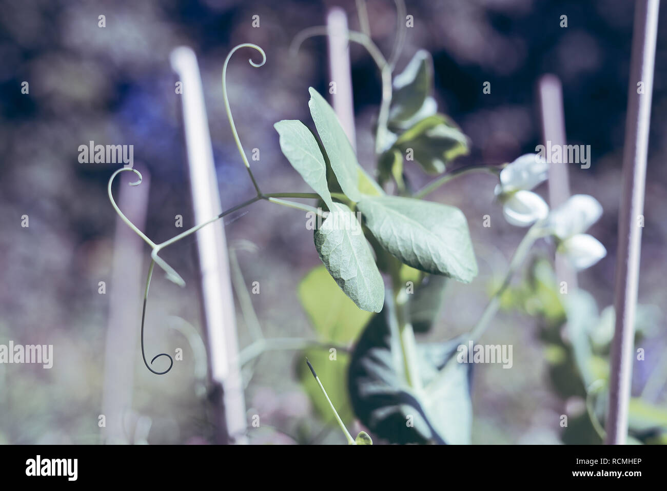 Primo piano particolare di foglie su una neve pianta di Pisello salendo per piantare i bastoni in un homegrown orto in morbida e leggera tonalità di colore Foto Stock