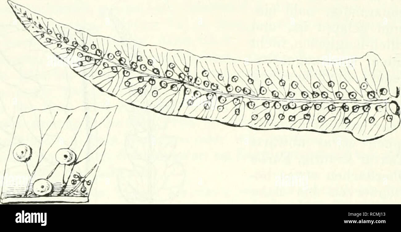 . Die Farnkräuter der Erde : beschreibende Darstellung der geschlechter und wichtigeren Arten der Farnpflanzen mit besonderer Berücksichtigung der Exotischen. Felci. 232 Zweiter Theil. Beschreibung der Gruppen, Geschlechter und Arten. Segmenti länglichen mit, eckigen Maschen verbunden. Keine eingeschlossenen Nervchen. Textur lederig. Farbe bräunlich-grün, Pflanze kahl. Sori zahl- reich, in dichten, einzelnen Reihen in den Segmenten. Indusium kreisrund- herzförmig, meist fehlend. Hab. Von Nord-Indien und Süd-China durch die zona malajische bis zu den Philippinen und Polynesien. Auf den Samoa-In Foto Stock