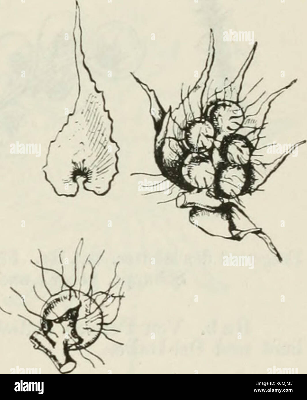 . Die Farnkräuter der Erde : beschreibende Darstellung der geschlechter und wichtigeren Arten der Farnpflanzen mit besonderer Berücksichtigung der Exotischen. Felci. Cheilanthes Swartz. 147 scharf zugespitzt, Textur dünn-krautig, Farbe gelbgrün, die der Spindel und des Blattstiels rothbraun, Pflanze kahl, Nerven einfach oder gabelig, aufrecht abstehend, Sori klein, zahlreich, rundlich, Indusium klein. Hab. Hochland Abessinisches. 431. C. incisa Kunze. Noch kleiner. Pflanze V2-^4 dem lang, Blätter ovale-deltoide dreifach ge- fiedert, Lappen fädlich veloce, schmal-lineal, hin und suo gebogen, einne Foto Stock