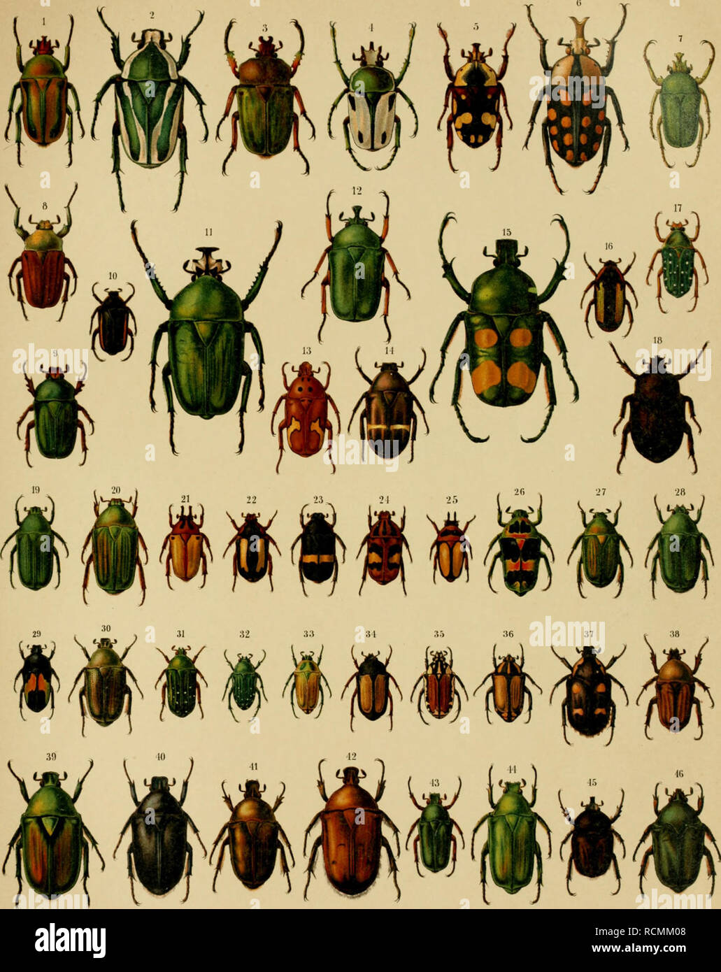 12 mosche secche senza ardiglione, scarabeo, nero e marrone, dimensioni a scelta, (12