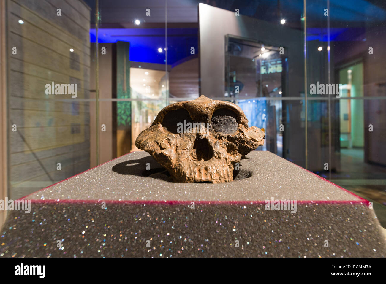 Cranio ricostruito KNM ER 406 in mostra al Museo Nazionale di Nairobi, Nairobi, Kenya Foto Stock