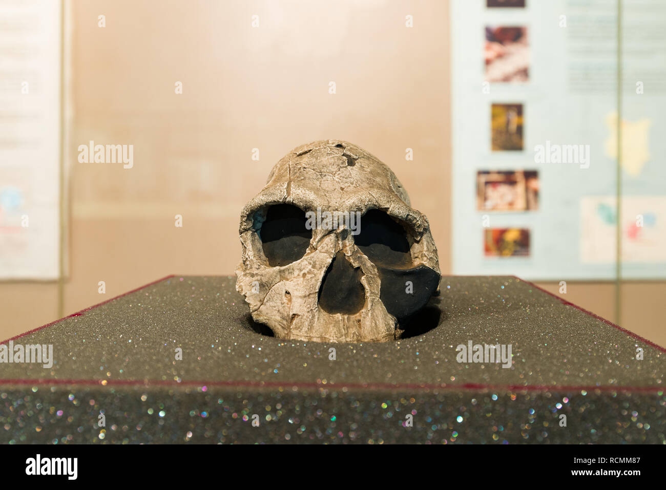 Cranio ricostruito KNM ER 1813 in mostra al Museo Nazionale di Nairobi, Nairobi, Kenya Foto Stock