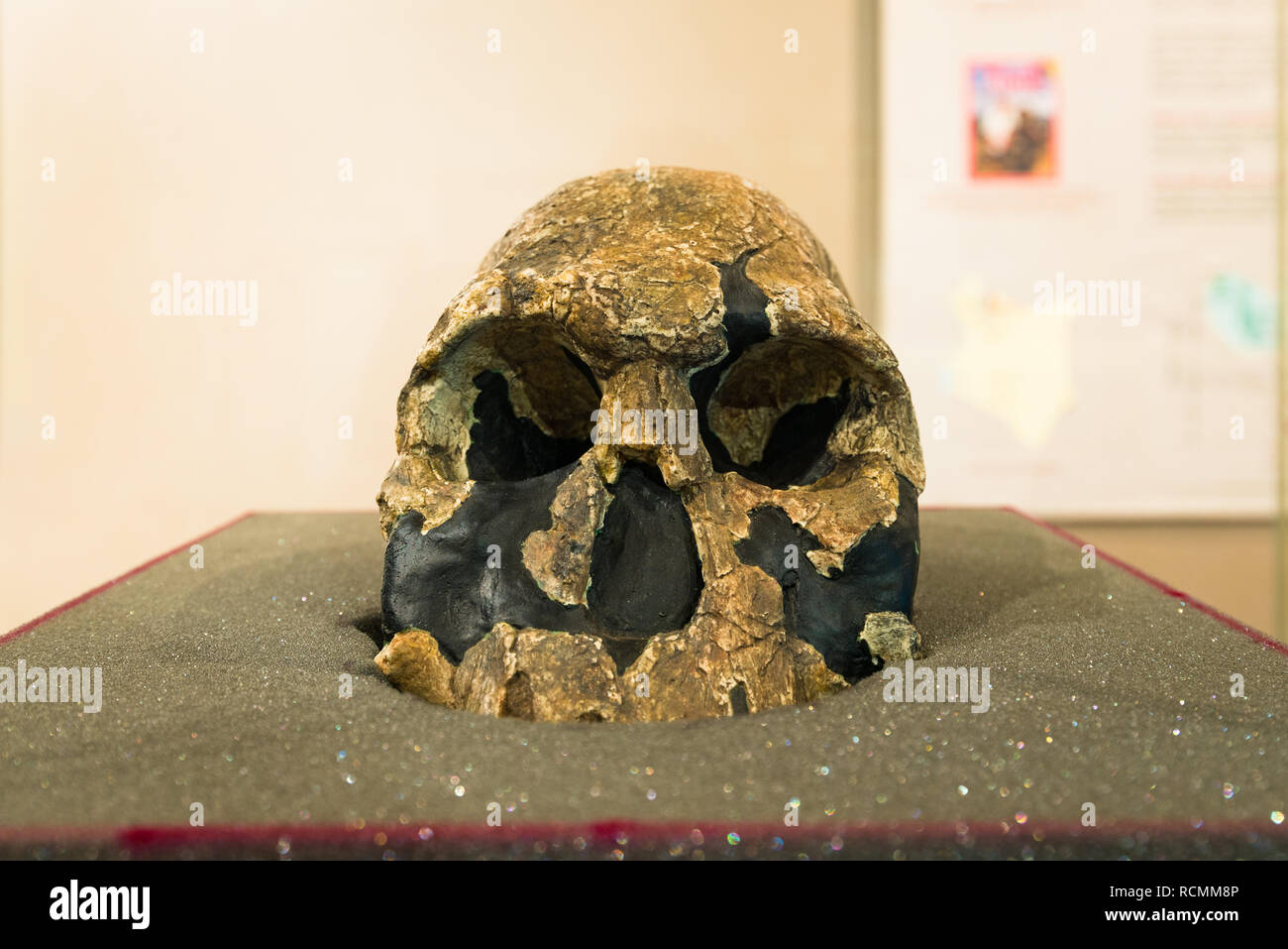Cranio ricostruito KNM ER 1470 in mostra al Museo Nazionale di Nairobi, Nairobi, Kenya Foto Stock