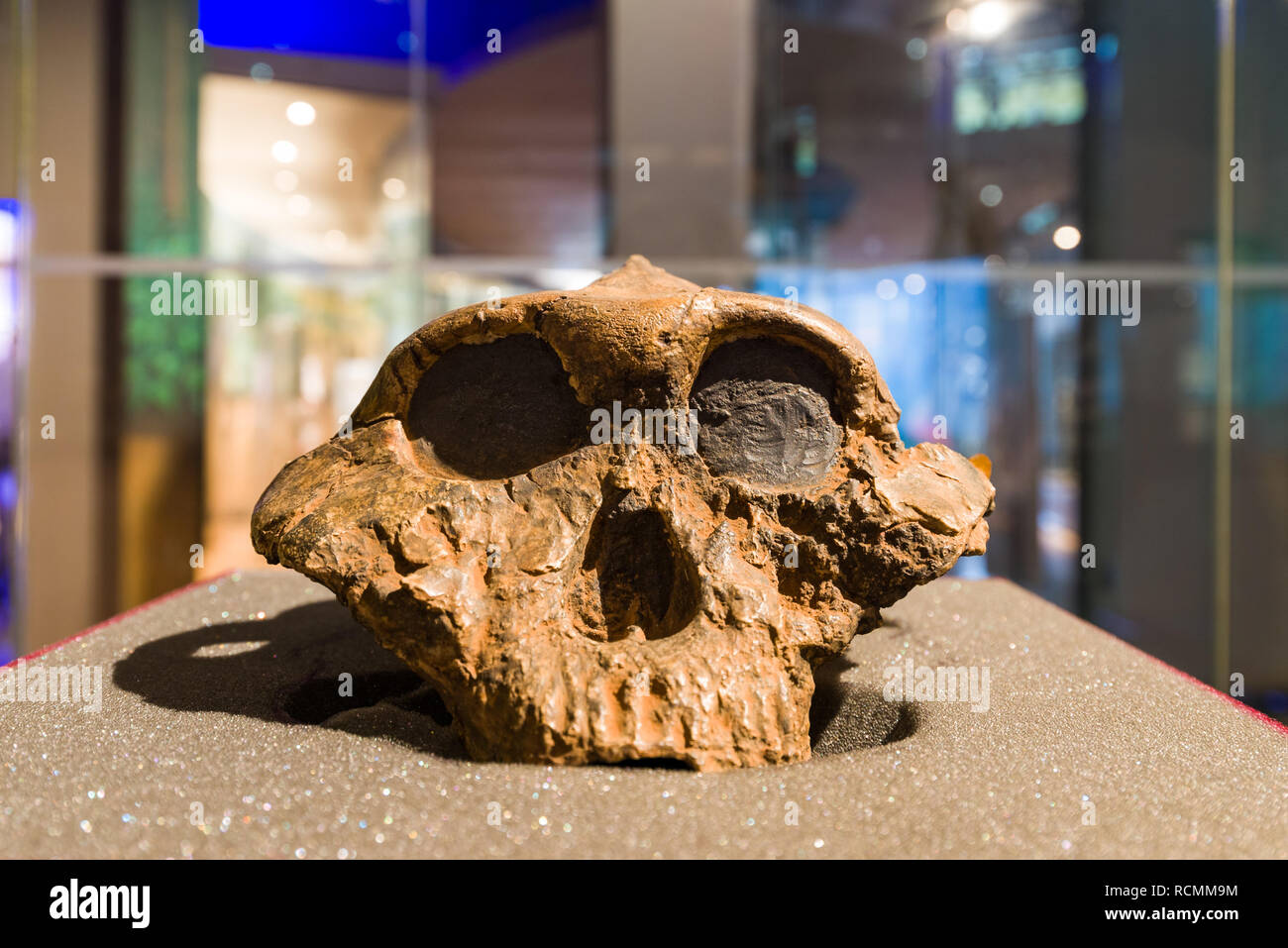 Cranio ricostruito KNM ER 406 in mostra al Museo Nazionale di Nairobi, Nairobi, Kenya Foto Stock
