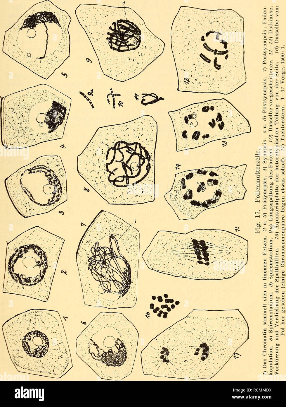 . Die Entwicklung der generativen Organe von Himanto-glossum hircinum Spr. La riproduzione. EEeußer, Entwickl. der grande. Organe von Himantoylossum hiremum Spr. 3Q Nachdem die Längsspaltung der Spiremfäden durchgeführt ist erfolgt ein rasches Zusammenziehen derselben (Fig. 17, // bis 14).. Die weichen Teilstücke dabei auseinander, bleiben aber mit ihren Enden als Chromosomenpaare (GEMINI) miteinander in Verbindung.. Si prega di notare che queste immagini vengono estratte dalla pagina sottoposta a scansione di immagini che possono essere state migliorate digitalmente per la leggibilità - Colorazione e aspetto di queste illustrazioni possono n. Foto Stock