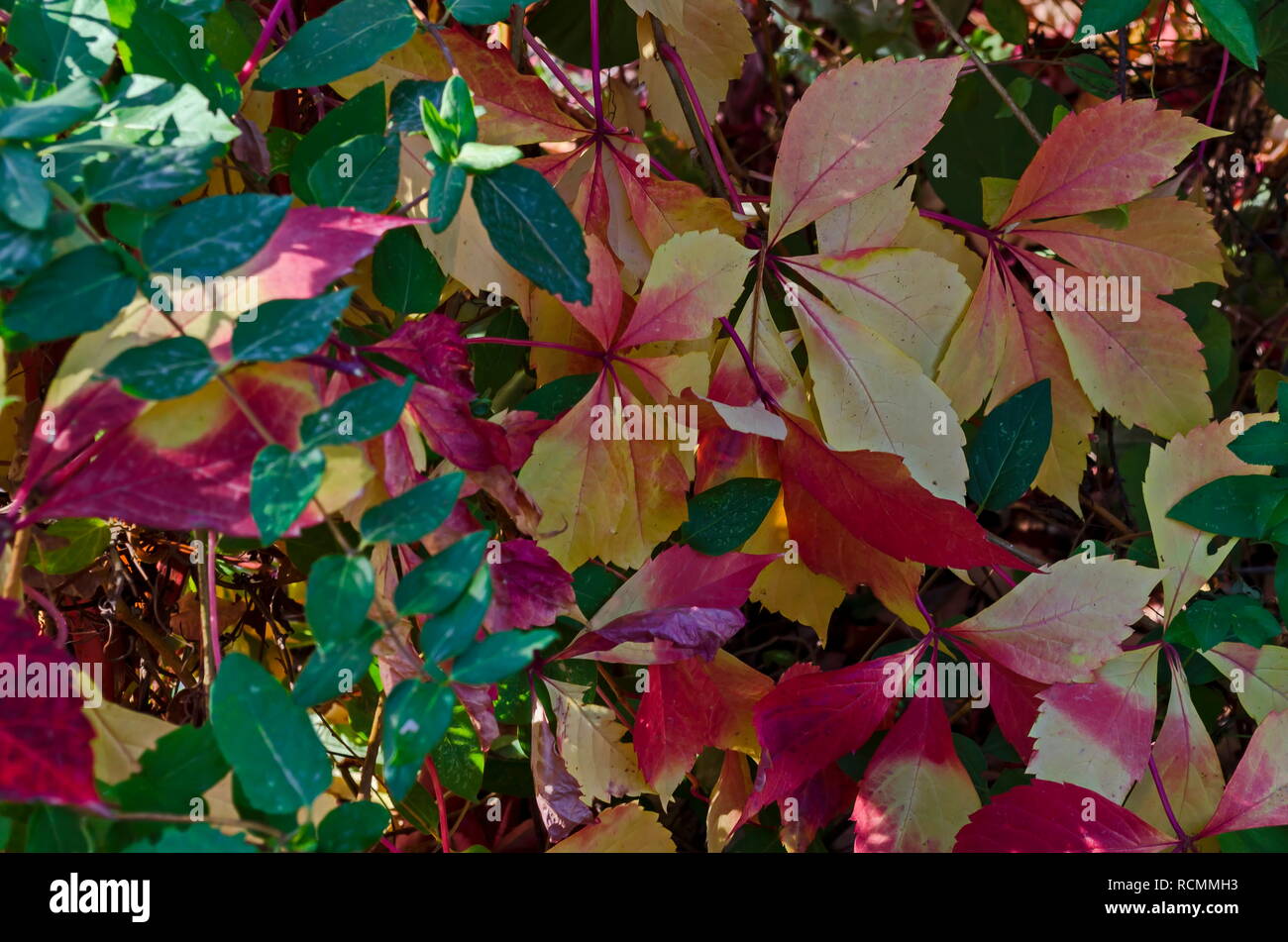 Sfondo naturale dal fogliame autunnale di rosso, giallo, verde, rosa, bianco albero di foglie sulla costa del Mar Nero in città antica città di Nessebar o Mesembria, Foto Stock