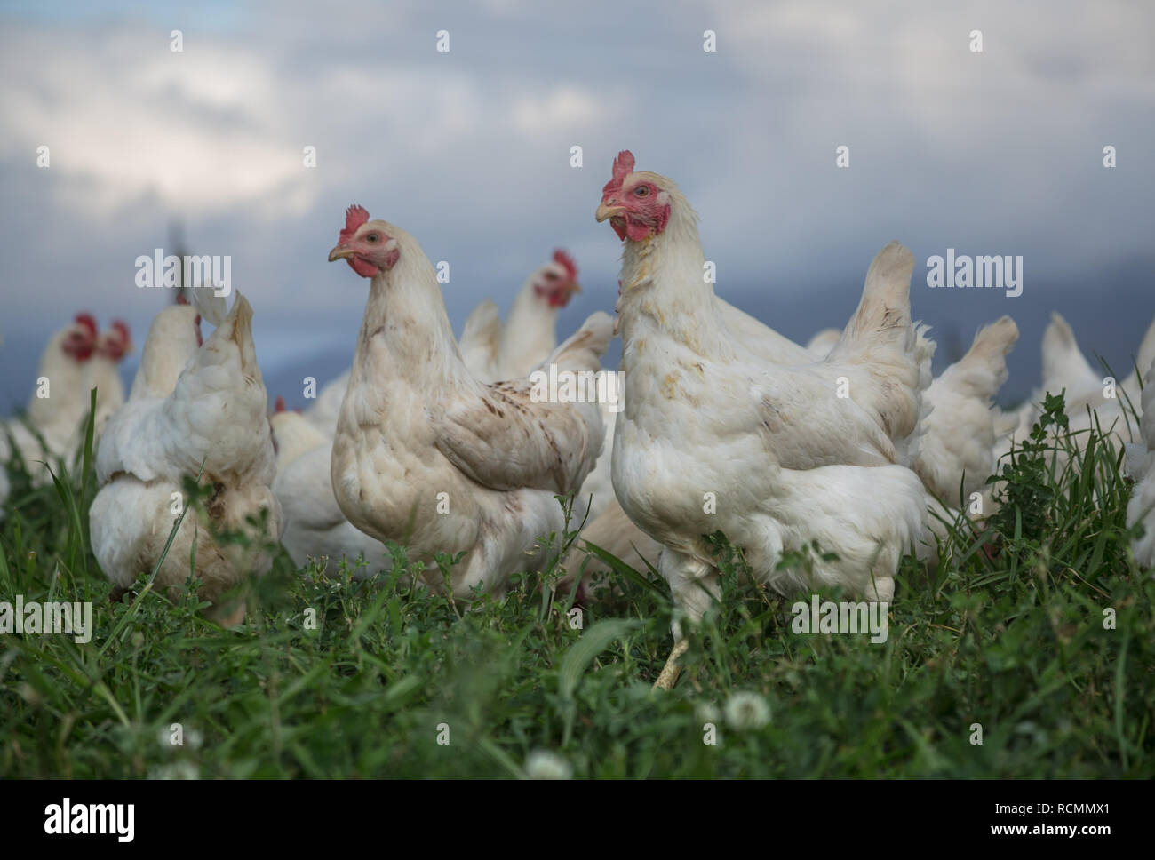 Una sana free range galline in un campo verde sotto il cielo aperto Foto Stock