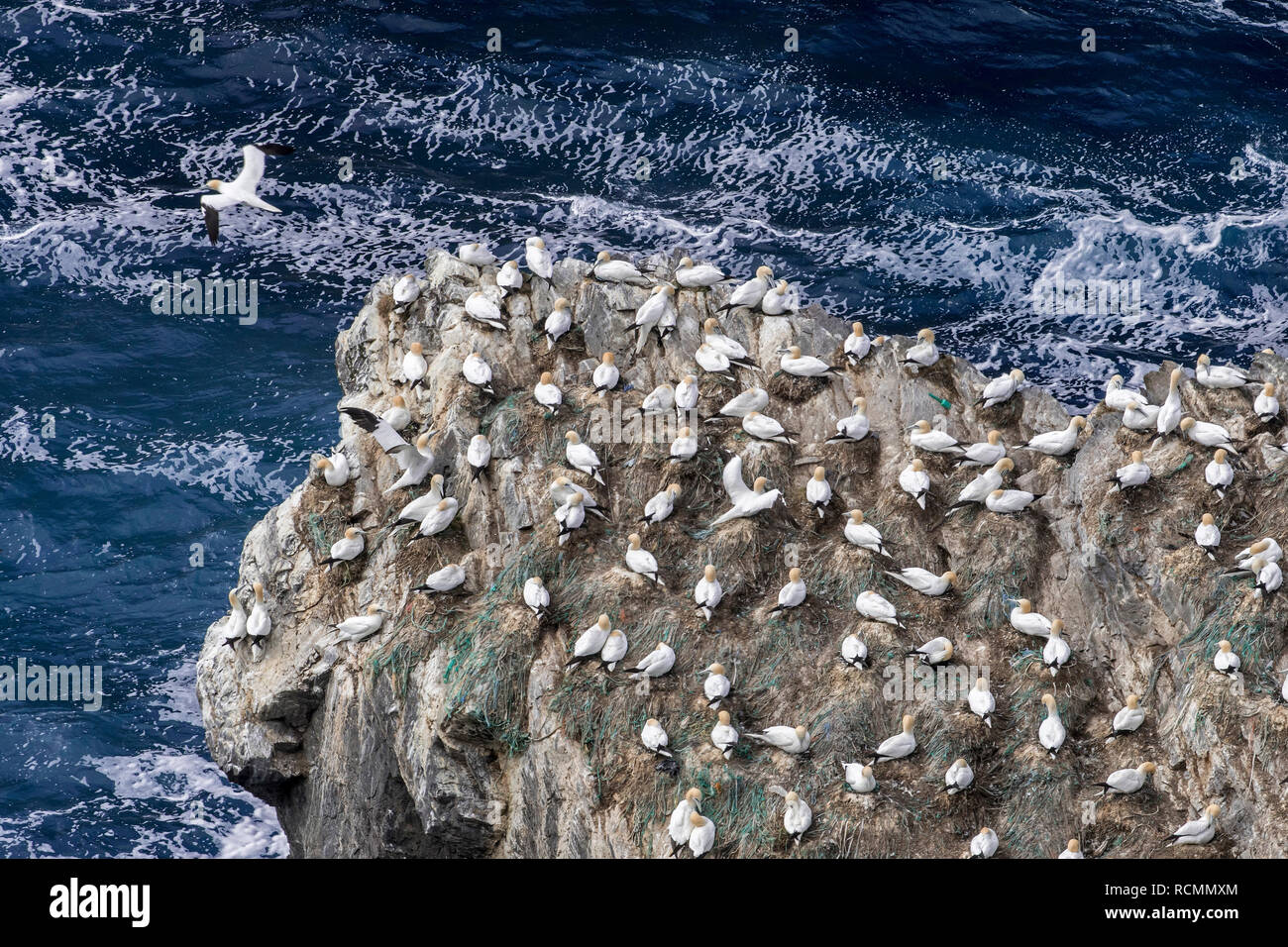 Northern sule (Morus bassanus) allevamento su nidi fatti con parti di nylon reti da pesca e funi in scogliera sul mare a colonia di pinguini in primavera Foto Stock