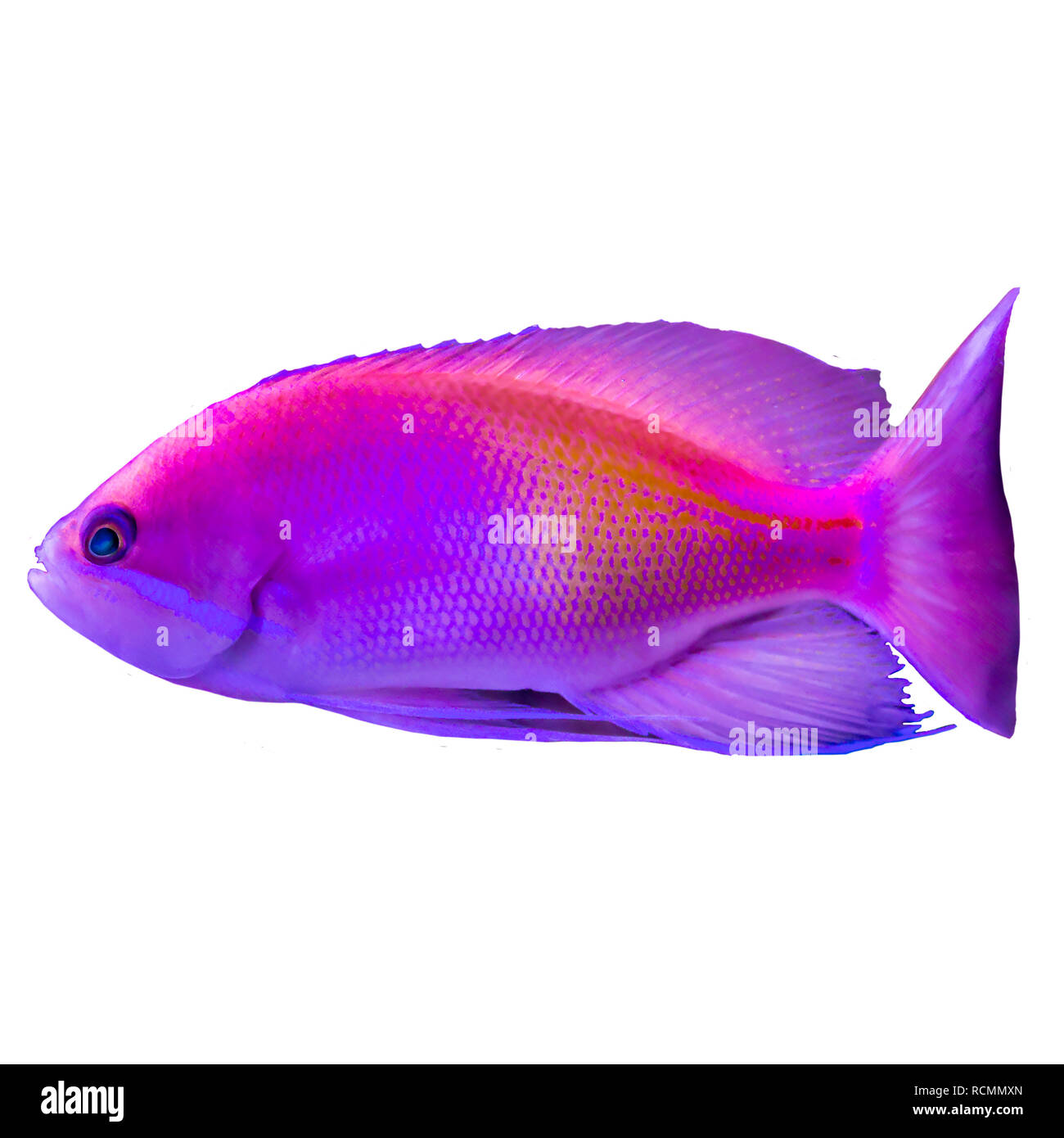 Rosso pesce tropicale dell'Oceano Indiano. Pseudanthias .isolato foto su sfondo bianco. Sito circa la natura ,pesci d'acquario, la vita nell'oceano . Foto Stock