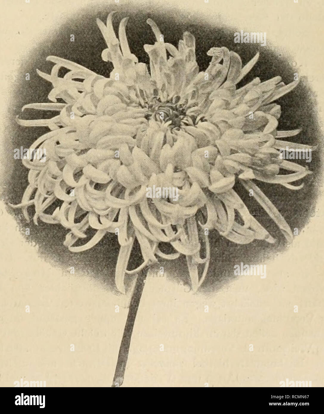 . Die Gartenwelt. Il giardinaggio. "Chiysanthemum Marchese Visconti-Venosta". Origmalaufhahme für die "Gartenwelt". ^^Delavier^'- (Mad. V.), äufserst lange und sehr früh blühend, bei immer guter Füllung, ganz zart rosa mit meer- grüner Mitte, eine Farbenzusammenstellung von eigenartig schöner Wirkung. "Z^z-ws" (Mad. L.) hat eine auffallend Belaubung üppige und einen enorm starken Stiel, ganz horizontale Blütenhaltung, gelb mit rosa Schimmer, grofse Blumen, die nur als Kronen- knospen gewählt werden dürfen. "Fakir'^ (Le), die früheste von allen, leicht citronengelb, mit Spitzen camoscio, Foto Stock