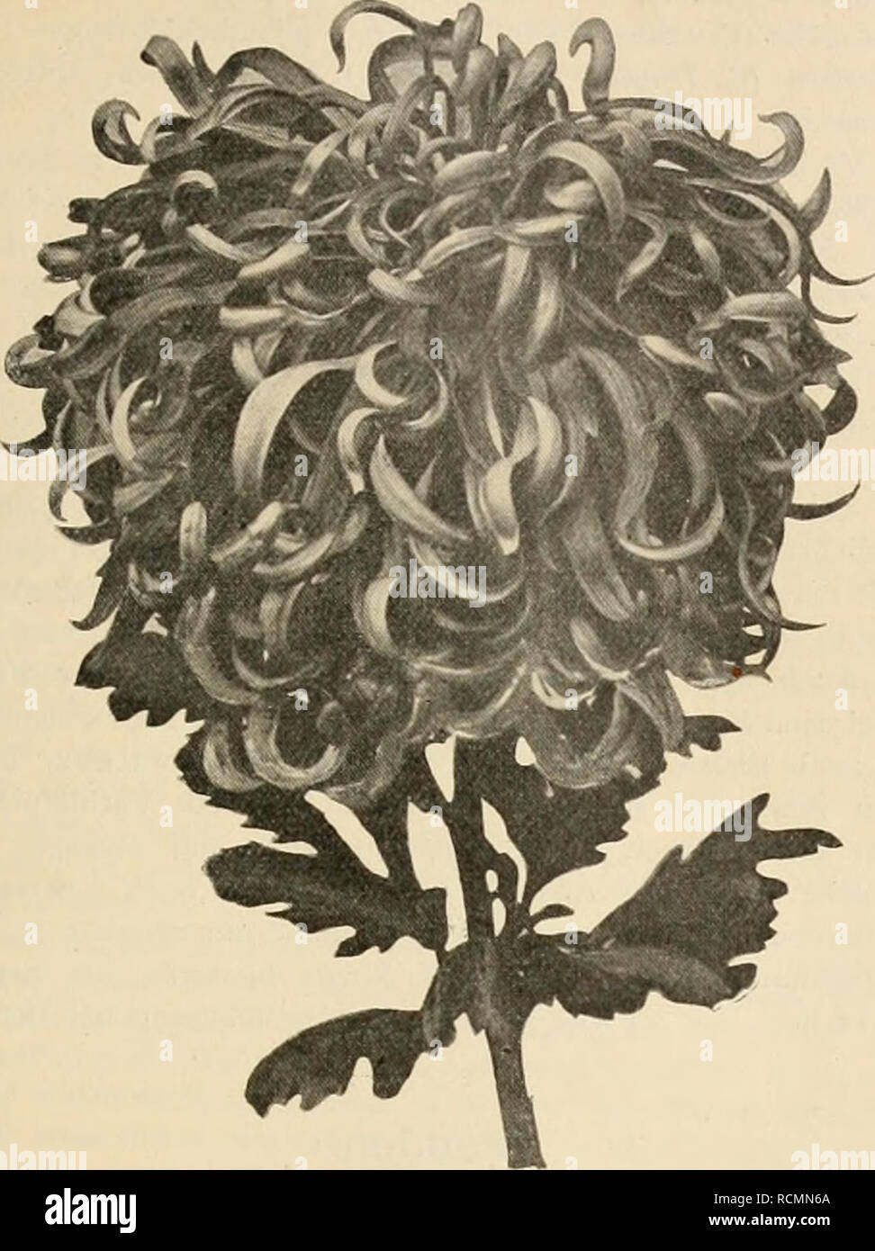 . Die Gartenwelt. Il giardinaggio. V, i8 Die Gartenwelt. 213. "Chiysanthemum Marchese Visconti-Venosta". Origmalaufhahme für die "Gartenwelt". ^^Delavier^'- (Mad. V.), äufserst lange und sehr früh blühend, bei immer guter Füllung, ganz zart rosa mit meer- grüner Mitte, eine Farbenzusammenstellung von eigenartig schöner Wirkung. "Z^z-ws" (Mad. L.) hat eine auffallend Belaubung üppige und einen enorm starken Stiel, ganz horizontale Blütenhaltung, gelb mit rosa Schimmer, grofse Blumen, die nur als Kronen- knospen gewählt werden dürfen. "Fakir'^ (Le), die früheste von allen, leicht citrone Foto Stock