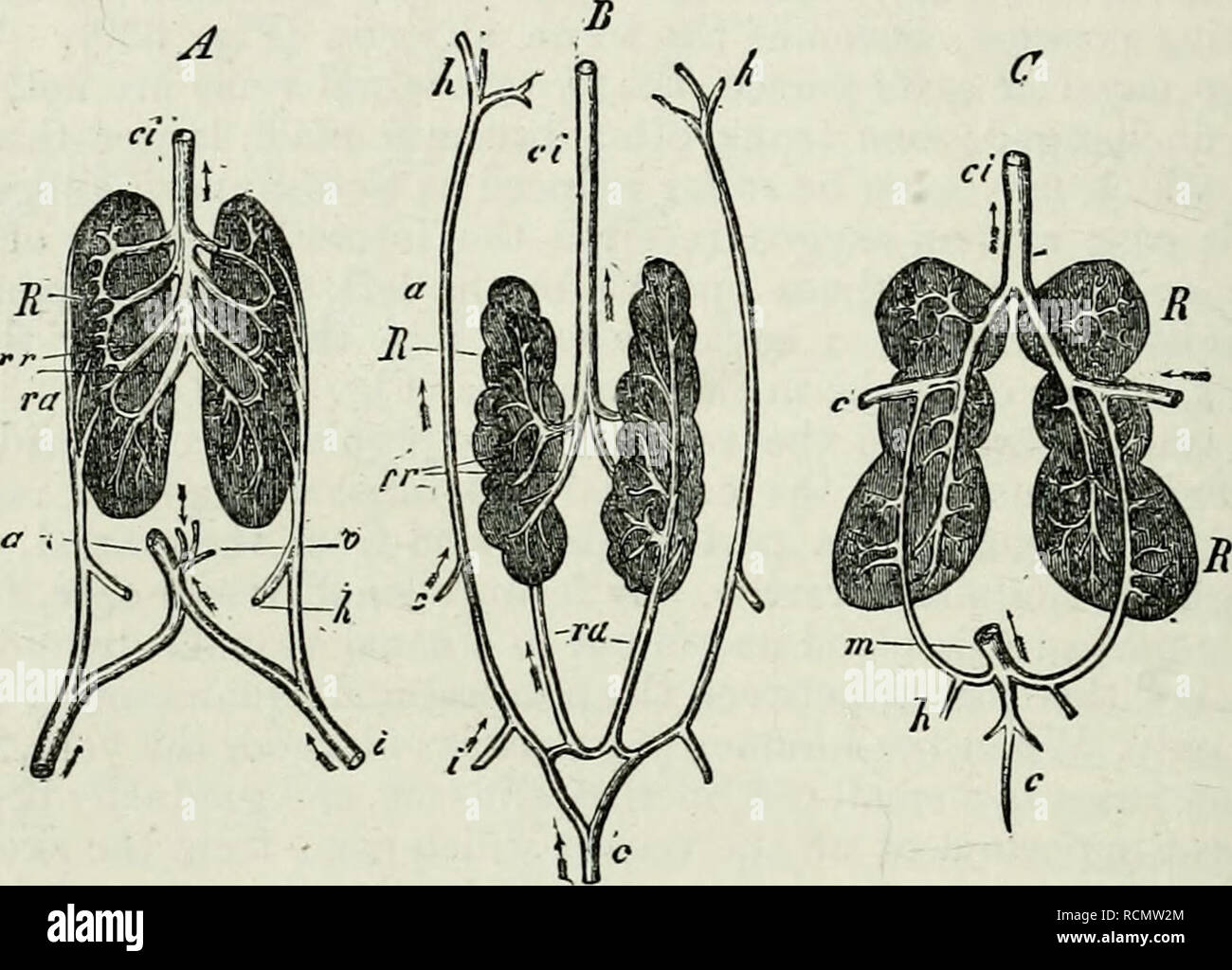 . Elementi di anatomia comparata. 594 COMPAEATIVE ANATOMIA. linea dell'addome, e riceve le vene dai tlie cosiddetto urinario- vescica {A, 0), dopo che si è unita con il suo compagno del lato opposto per formare una singola linea che passa per il fegato e che è pertanto connessa con il portale di sistema (a); questo è il epigastrico addominale (vena). Le vene del canale digerente e della milza vengono uniti in un portale tronco, che spezza nel fegato. In Reptilia anche la compromissione della funzionalità epatica e efferente vene renali formano una vena cava inferiore {B, ci), che si apre nella comune v Foto Stock