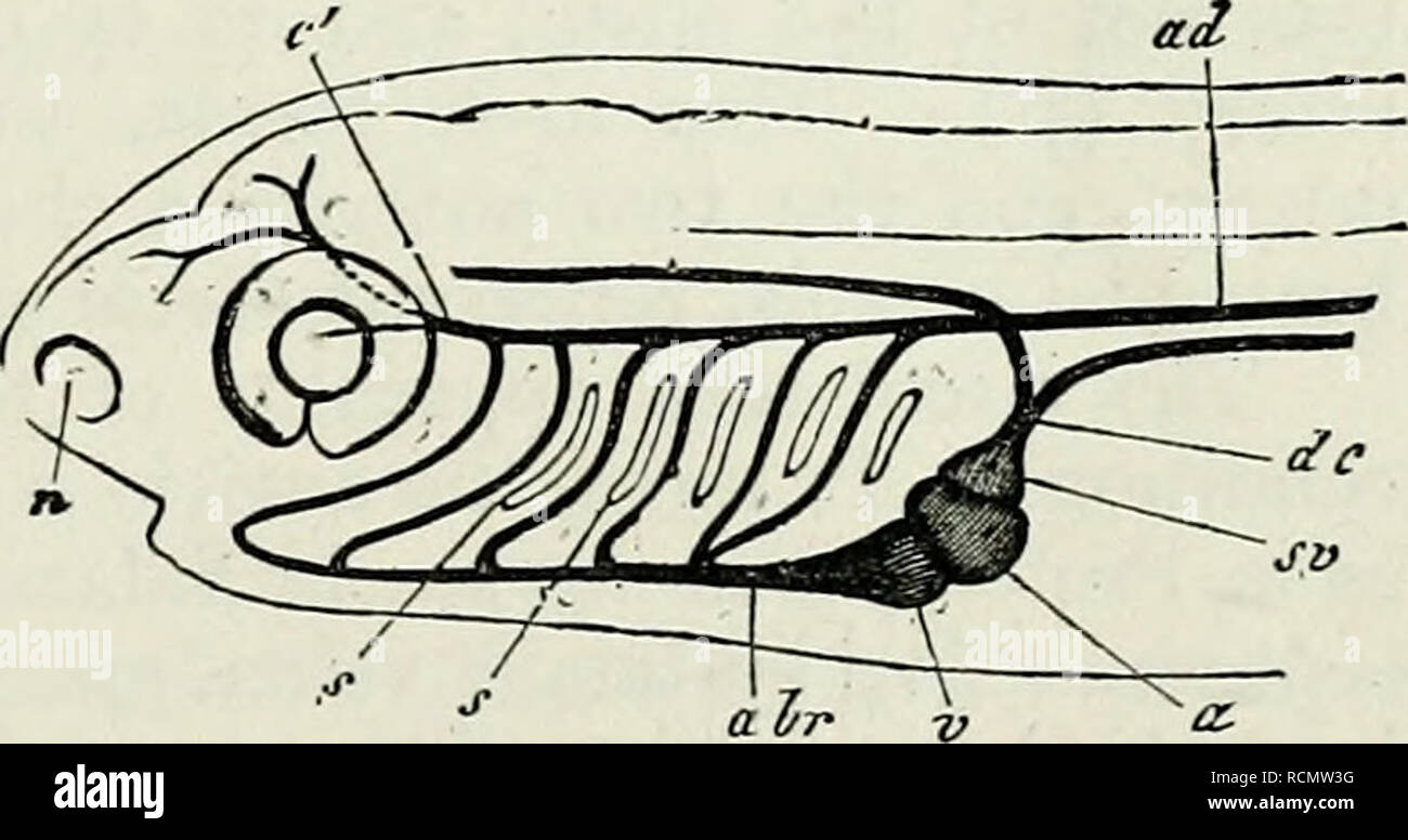 Elementi di anatomia comparata. L'aorta. Il sangue whicli è portato a 'le  branchie dallo stomaco dall'arteria brachiale è il sangue venoso, ad esso  viene restituito al cuore dalla circolazione sistemica; quando