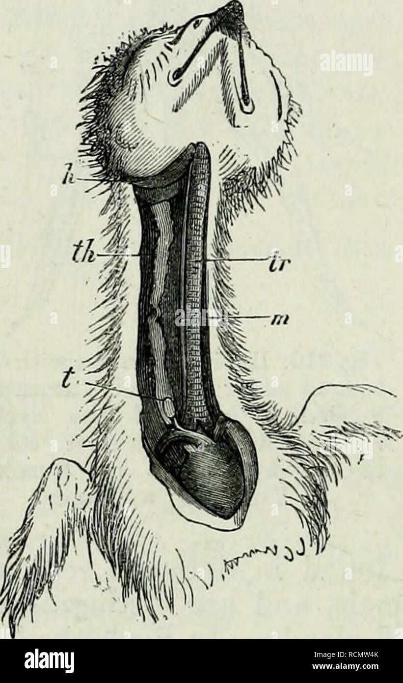 . Elementi di anatomia comparata. 554 COMPAEATIVE ANATOMIA. tutta la cavità brachiale, sembra che siano stati ridotti in confronto con lo stesso organo in Tunicata. Quando l'organo che funziona come una linguetta è differenziata, la scanalatura sotto- va ancora ulteriore riduzione, e viene convertito in un canale che viene gradualmente tagliati fuori dalla cavità superiore (Fig. 311), ed è finalmente completamente separato da esso. Nell'animale adulto è convertita in un complesso di follicoli, coperto con epitelio, che si estendono dalla seconda alla quarta coppia di sacche brachiale. Essi formano un o Foto Stock