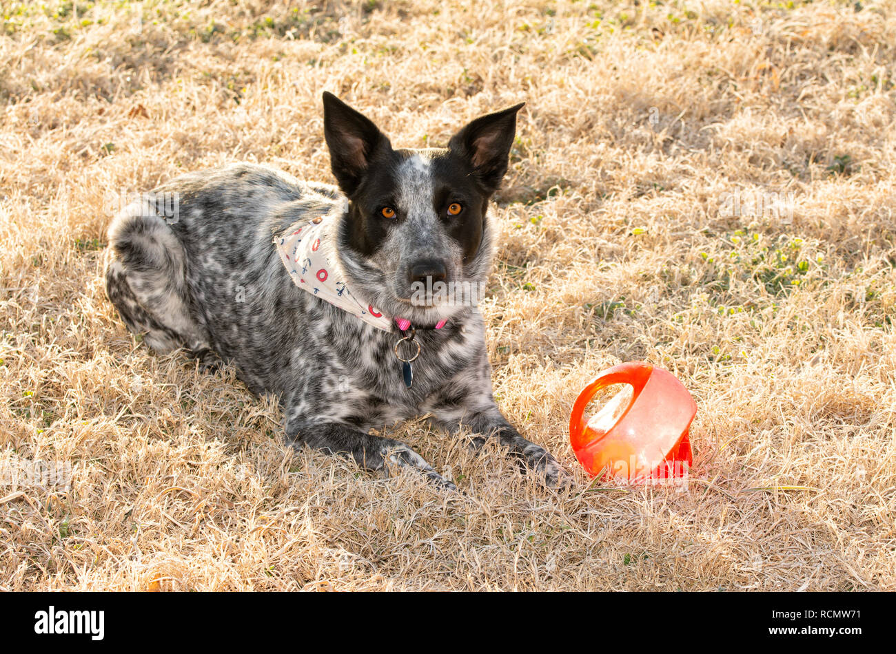 Bianco e nero spotted dog giacente nel gelido mattino erba accanto alla sua sfera, in attesa per voi di venire a giocare con lei Foto Stock