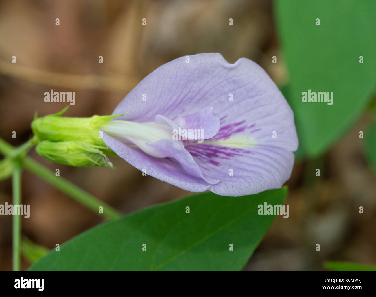 Bella luce violetta Butterfly fiore di pisello in habitat boschivo Foto Stock