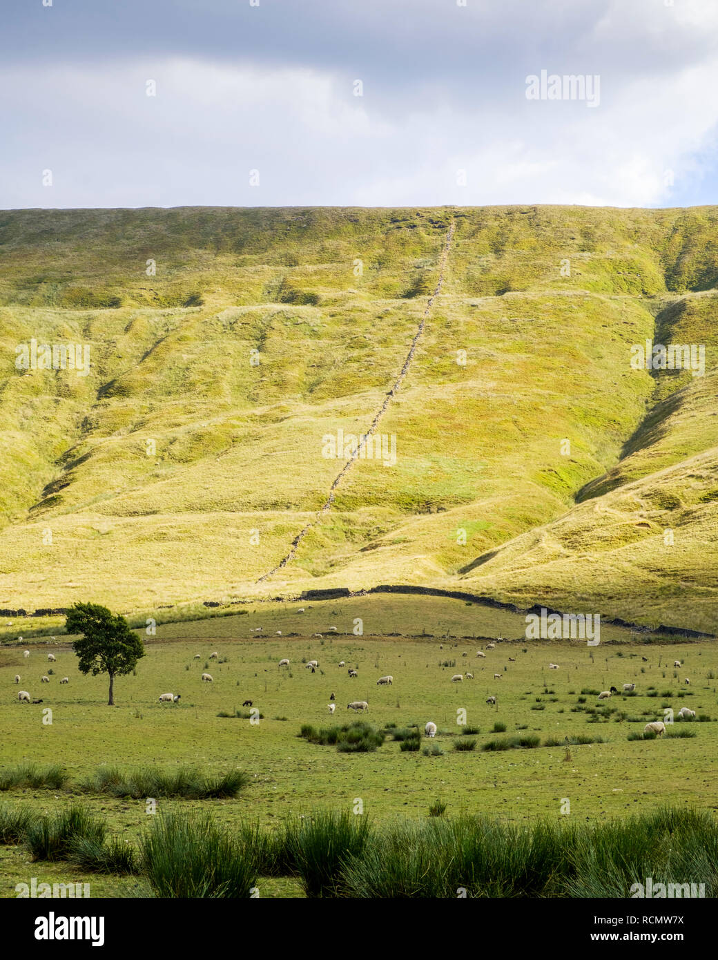 La luce del sole si rompe sulla collina di Rushup Edge con pecore al pascolo nelle ombre di seguito. Valle di Edale, Derbyshire, Peak District, England, Regno Unito Foto Stock