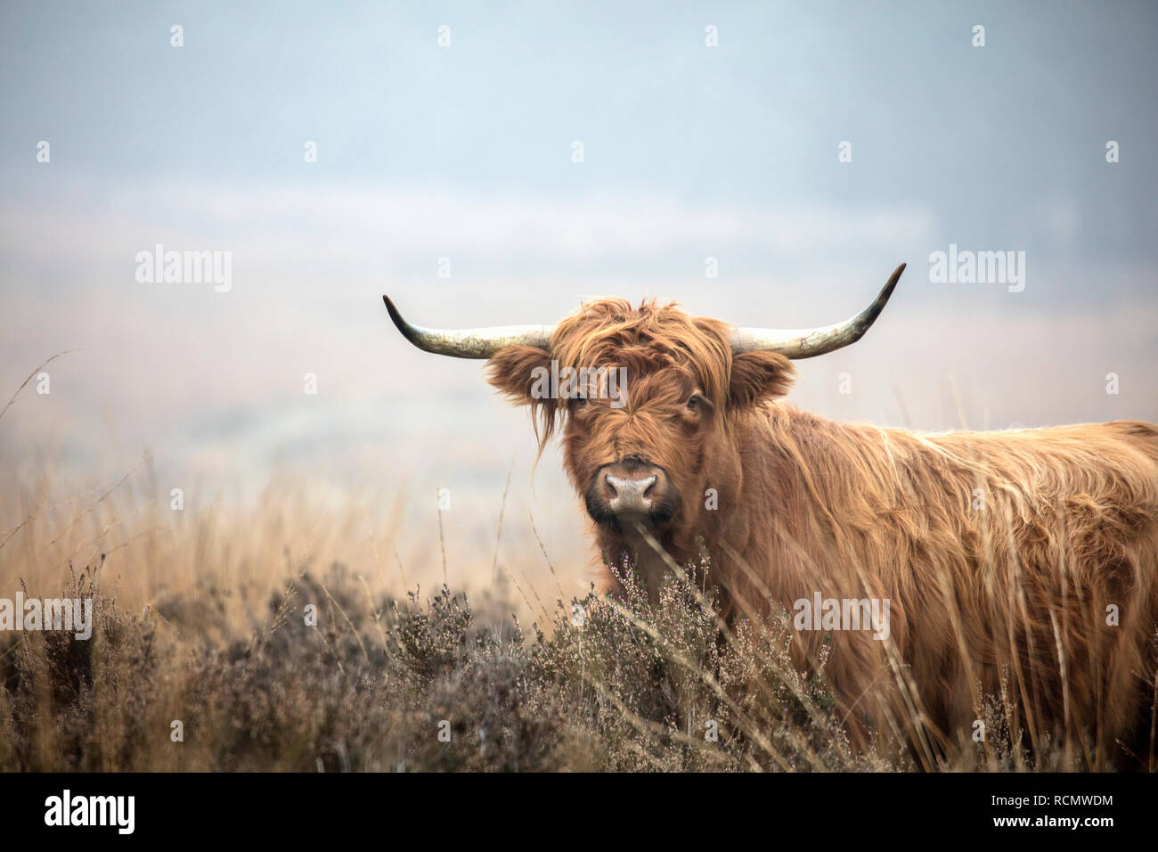 I Paesi Bassi, Rheden. Parco nazionale Veluwezoom. Highlander scozzese di bestiame. Foto Stock