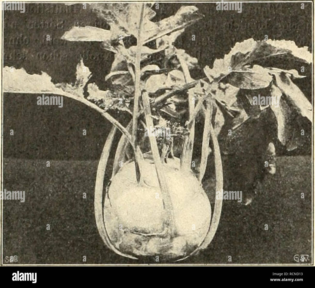 . Die Gartenwelt. Il giardinaggio. Die Gartenwelt. IX, 22 sogar einige Grade vertragen Frost, ohne nennenswerte Ver- luste zu geben. Wenn ich nun noch erwähne, dass sich dieser Cavolo rapa sehr gleichmäßig entwiclielt, così daß die gleich Beete- zeitig geräumt werden können, così glaube ich alle guten Eigenschaften dieses idealen Kohlrabis hervorgehoben zu haben. Erwähnen möchte ich noch, dass die blaue Sorte etwas. Il cavolo rapa "Uelikatess". Vom Verfasser für die "Garteawelt" foto. aufgen. variiert, era ja bei allen blauen Kohlrabisorten mehr oder weniger der Fall ist. Rotkohl "Othello-^. Die Vorzü Foto Stock