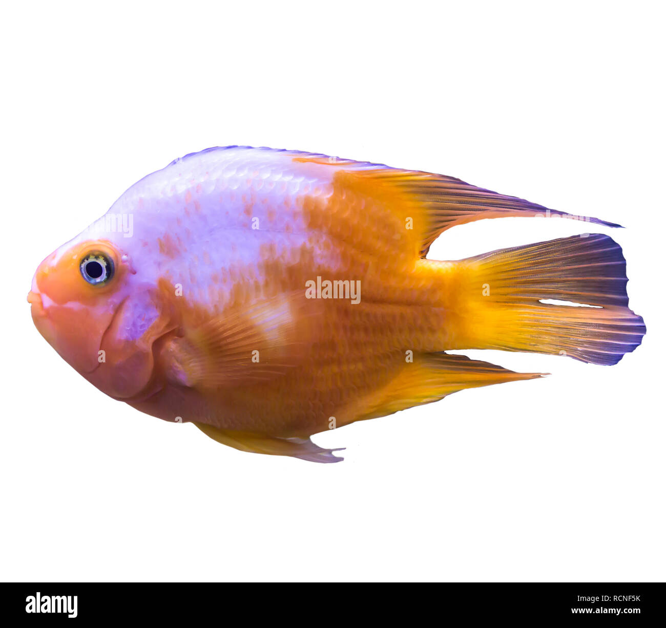 Orange Tropical Marine fish dall'Oceano Indiano. Foto isolato su sfondo bianco. Sito circa la natura ,pesci d'acquario, la vita nell'oceano . Foto Stock