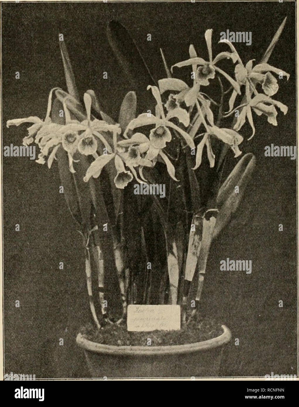 . Die Gartenwelt. Il giardinaggio. Cattleya Mossiae. In der HandelsgÃ¤rlnerei von W.Runde, Wandsbek, fÃ¼r die ^Gartenweh" photographisch aufgenommen^ liefert Sie ein Ã¤ufserst wertvolles BlÃ¼tenmaterial, stolze, auf langen Stielen sitzende, cattleyenartige Blumen von licht rosa FÃ¤rbung und tiefpurpurner Lippe, andererseits ist eine blÃ¼hende Pflanze Orchideenliebhaber dem ein ParadestÃ¼ck fÃ¼r seine Sammlung ho LaeÃ¼a purpurata blÃ¼ht leicht, und bei ganz geringer Pflege wird diese Art von Jahr zu Jahr stÃ¤rker, così dafs uomo in Ã¤lteren PrivatgÃ¤rtnereien wahre Riesen- exemplare vorfindet. Das l Foto Stock