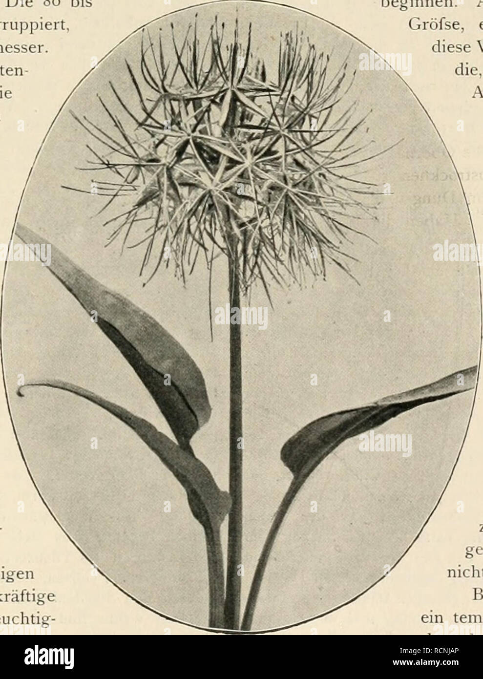 . Die Gartenwelt. Il giardinaggio. III, 22 Die Gartenwelt. 261 Pflaumen bekanntlich werden auf die San Julien-Pflaume aus Samen, oder Ableger als der beste Stammbildner in Die Krone ohne ZwischenVeredelung gepfropft und ist in Frankreich eine .A.rt derselben, die von Montignon, welche sehr kräftig wächst und aus Ablegern oder Schöfslingen vermehrt wird, sehr beliebt. Die Myrobalane wird auch benutzt, besonders für kalkhaltige Bodenarten, doch hat Sie den Übelstand, zu viel Schöfslinge über der Erde zu machen. Als eigentliche Zwischen-'eredelung wird die wohl ziemlich bekannte Schöne von Löwen (Bell Foto Stock