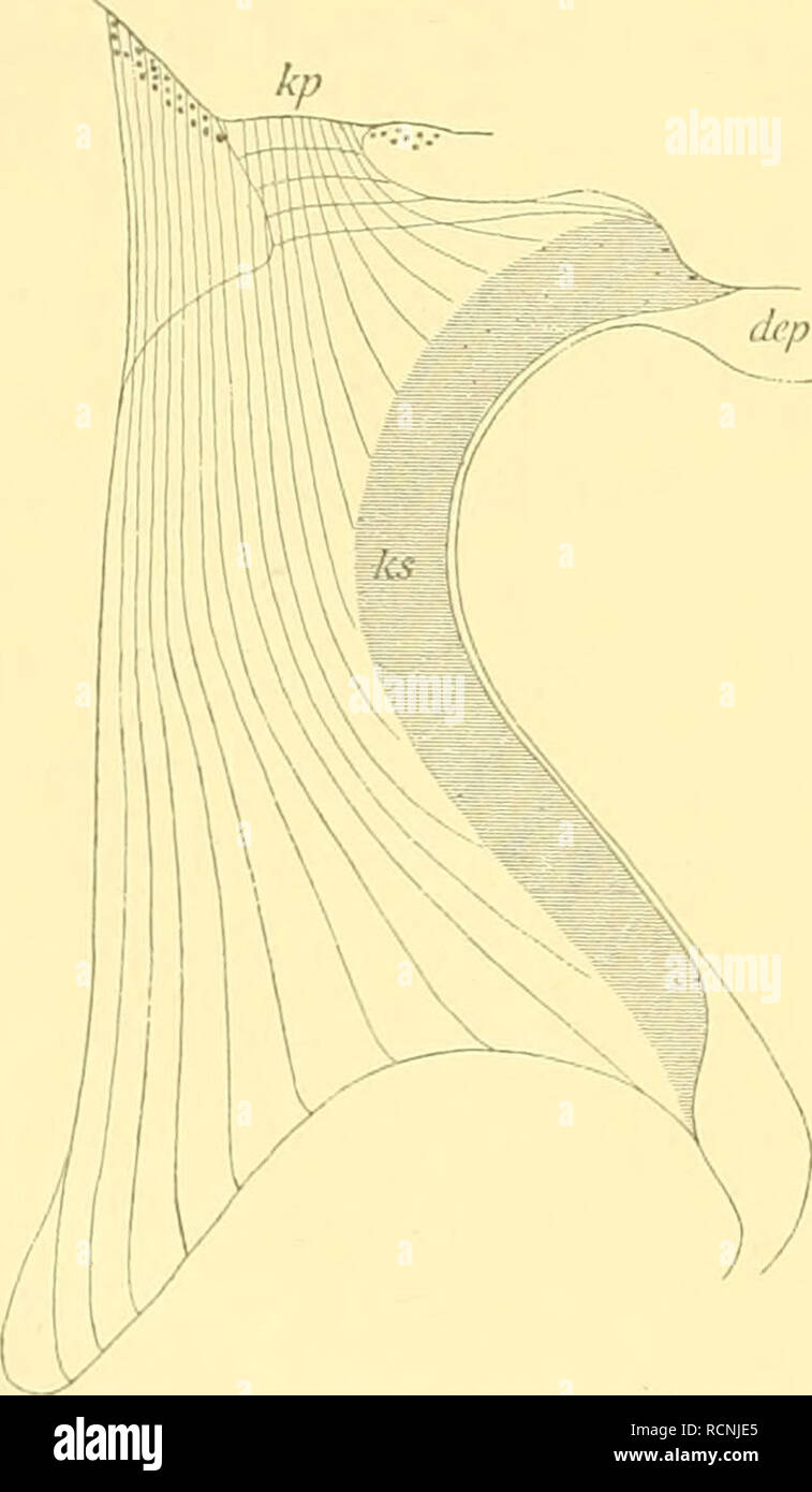 . Die Enteropneusten des Golfes von Neapel und der angrenzenden Meeres-Abschnitte. Enteropneusta; Hemichordata; Protochordates. 562 Specielle Morphologie. gänzlich zu fehlen scheinen. Mich eingehender damit zu beschäftigen, liabe ich keinen Anlass gefunden und verweise daher nur auf die Abbildungen. In vielen Fällen fand ich nur die Kerne gut erhalten, während die Begrenzung der Zellen schwer auszumachen guerra. Die Zungenhöhle ist von einer niedrigen peritonealen Zellenschicht, einer Fortsetzung der splanchnischen Cölomwand, ausgekleidet, Kerne deren sich überall leicht nachweisen lassen, währen Foto Stock