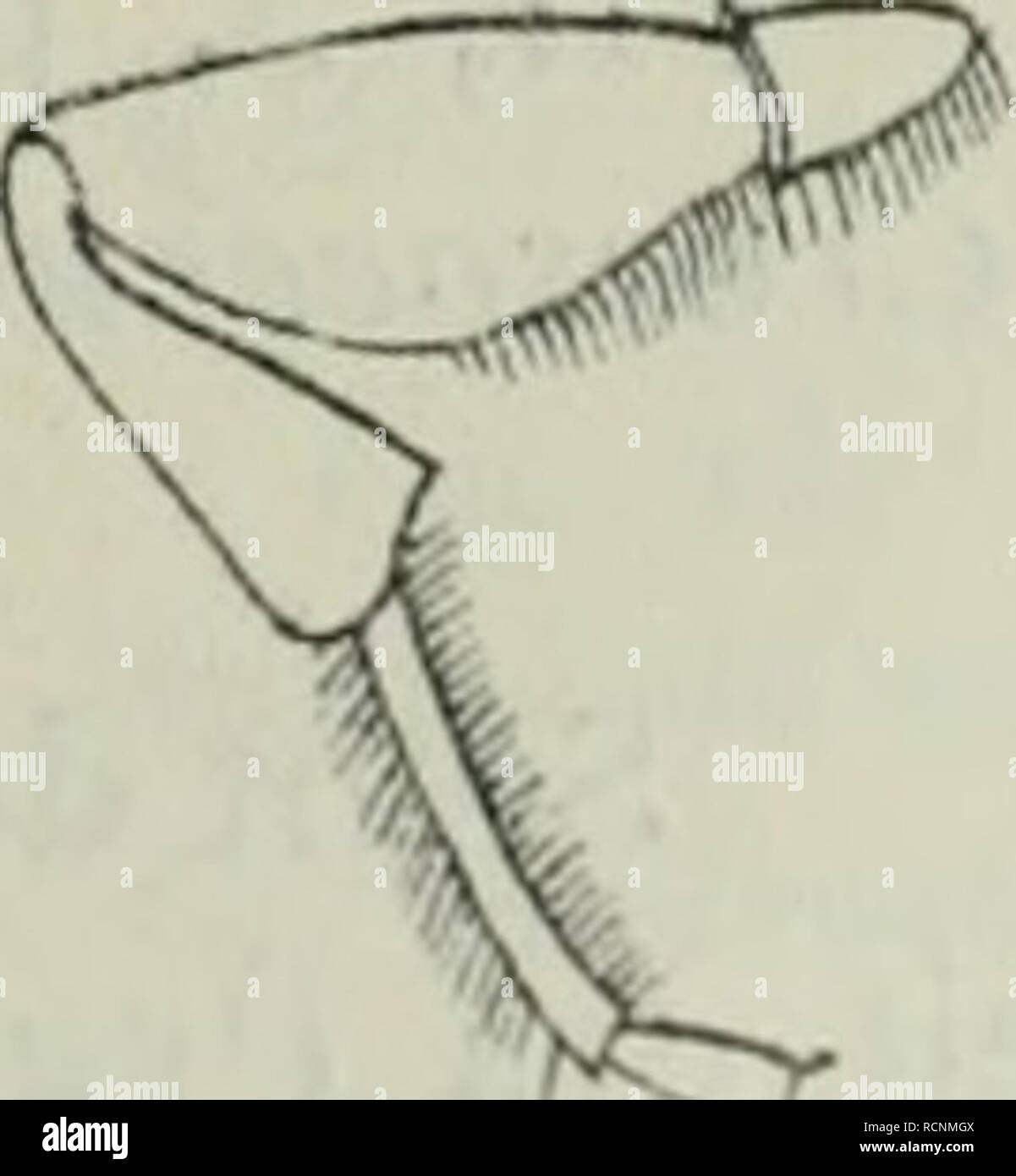 . Die Crabronen der paläarktischen Monographisch regione ... Imenotteri. Die Crabronen der paläarktischcn regione. 241 Crabro podagricus A. romana, Entom. Tidskrift, Arg. 28, H. 2, p. 107- 108 0 1907 Ablepharipus podagricus Perkins, Trans. Entom. Soc. Lond., pag. II, p. Sgo c;, 394 9, PI. XIX, Fig. II igiS 9. - Länge 5"5-7 mm. Ist kleiner als tirolensis, ihm sonst sehr nahe ver- wandt. Kopf grof3, veloce kubisch. Hinterkopf eher etwas kürzer als bei tirolensis. Oberkiefer am oberen Innenrande wie bei tirolensis (cf q) bei der Mitte Mit einem Zahne. Mittelteil des Kopfschildes vorne abgestutzt. Foto Stock