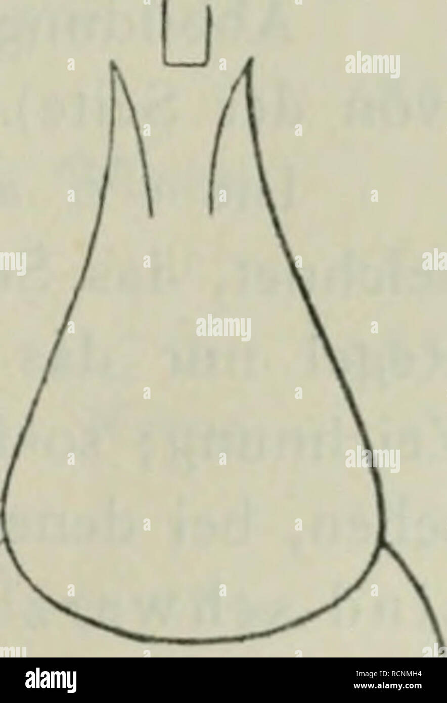. Die Crabronen der paläarktischen Monographisch regione ... Imenotteri. Die Crabronen der paläarktischen regione. 211 Crabro (Cuphopterus) serripes Schmiedeknecht, Hymenopt. Mittel- europas, p. 192 Cf^ 1907 Cuphopterus dimidiatus Perkins, Trans. Entom. Soc. Lond., pag. II, p. 391 o 395 n, PI. XIX, Fig. 6 et 27 1913 R. MORAWITZ hat a circuizione bekannten Abhandlung (Boll. Acad. sc. San-Peters- bourg IX, 1866, p. 252), ohne Arten zu nennen, wohl vorzüglich für den Cr. ser- ripes und die signatus Gruppenbezeichnung Cuphopterus aufgestellt. g. - Länge 10-12mm. Oberkiefer am Ende dreizähnig, überdies un Foto Stock