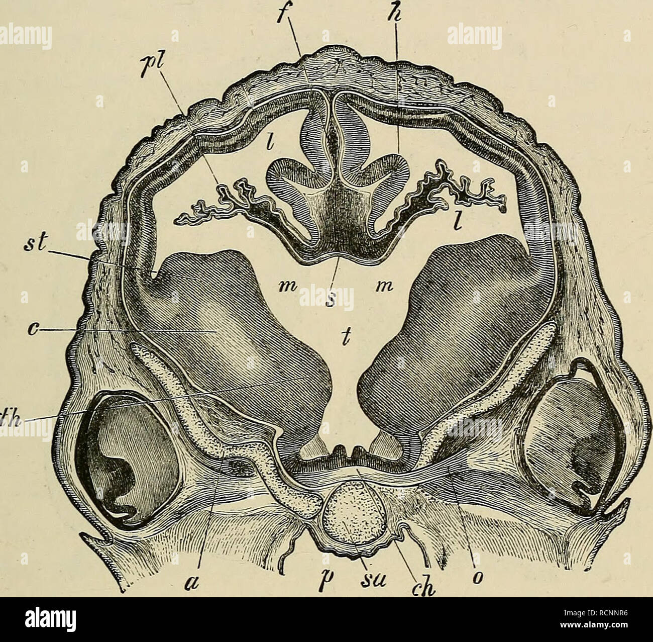 . Gli elementi di embriologia. Embriologia; embriologia. XII.] IL CEKEBRAL COMMESSURE. 381 emisferi. Questi commessure sono (1) La commissura anteriore, (2) il fornice, e (3) il corpo calloso, gli ultimi due essendo peculiare di mammiferi. Fig. 124.. Sezione Teansverse attraverso il cervello di una pecora in embrione di 2-7 cm. di lunghezza. (Da Kolliker.) La sezione passa attraverso il livello del forame di Monro. San striato; m. il forame di Monro ; t. terzo ventricolo ; pi. plesso coroide del ventricolo laterale ; /. falx cerebri; th. parte anteriore della lente ottica talamo ; ch. chiasma ottico ; o. l'ottica Foto Stock