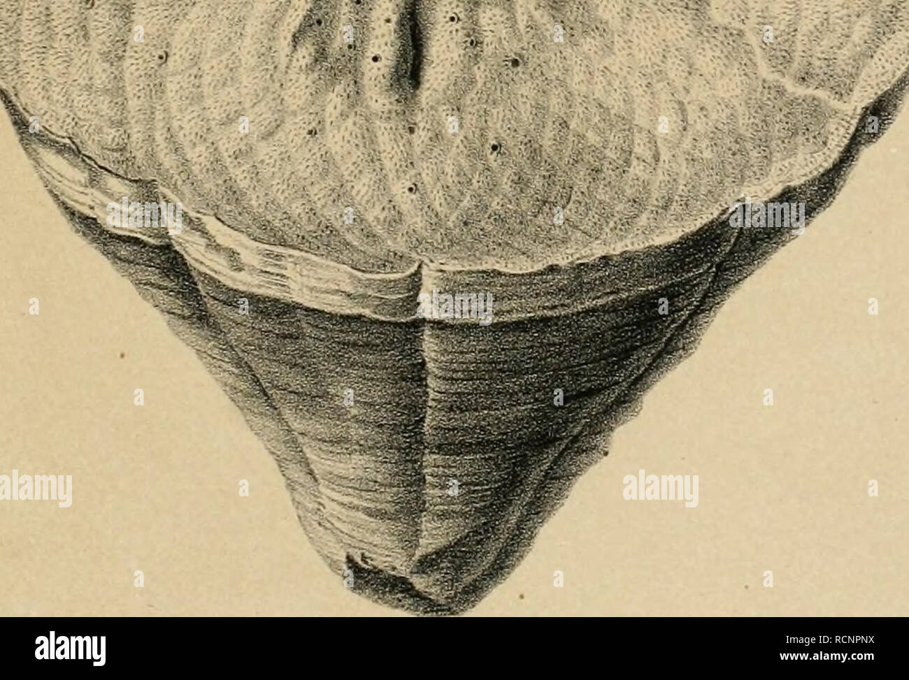 . Die Bivalven Gosaugebilde in den nordöstlichen Alpen. Beitrag zur Charakteristik der Kreiderformation in Österreich. I. Theil. Vorgelezt in der Sitzung am 10. Dic. 1863. Molluschi bivalvi; Geologia. . Si prega di notare che queste immagini vengono estratte dalla pagina sottoposta a scansione di immagini che possono essere state migliorate digitalmente per la leggibilità - Colorazione e aspetto di queste illustrazioni potrebbero non perfettamente assomigliano al lavoro originale. Zittel, Karl Alfred von, 1839-1904; Zittel, Karl Alfred von, 1839-1904. Sahara. Wien aus der Kaiserlich-königlichen Hof- und Staatsdruckerei; in commissione bei K. Gerold's Sohn, Buchhänd Foto Stock