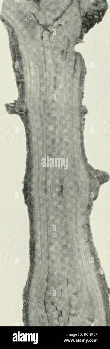 . Die forstinsekten Mitteleuropas. Ein Lehr- und handbuch. Alberi; Insetti Utili. 364 II. Spezieller Teil. mit pactolaiia besetzt gefunden, dass fast jeder Quirl mehrere Harztränen zeigte." Im allgemeine scheinen die Ränder der Kulturen, ferner besonders einzelstehende Horste auf großen Blößen sowie in weiterem Verband ausgeführte Pflanzungen angegangen stärker zu werden als das Innere von Gut schließenden Kulturen i). Über die klimatischen Einflüsse auf die Vermehrungsintensität der pactolana wissen wir leider noch sehr wenig. Landmann (1905) bringt das Massenauftreten in Böhmen mit Foto Stock