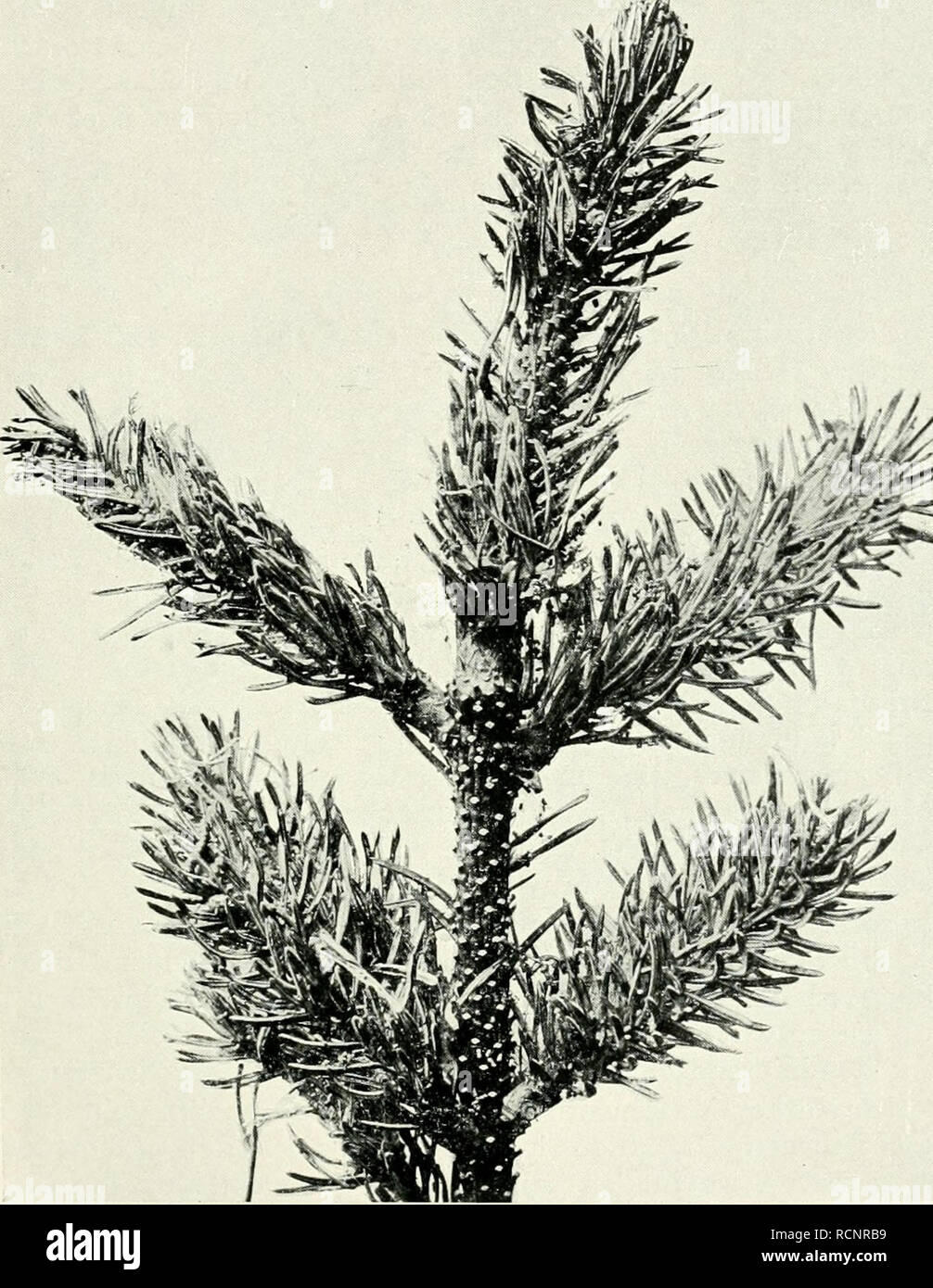 . Die forstinsekten Mitteleuropas. Ein Lehr- und handbuch. Alberi; Insetti Utili. Unterordnung: Microlepidoptera, Familie Tortricidae. 335 Nadeln zwei Löcher "zeigen, ein Ein- und ein Ausgangsloch (abb. 286). Solche Nadeln kommen wohl vor, jedoch nicht gerade häufig, können daher nicht als charakteristisch für pygmaeana bezeichnet werden. Auch die weitere Angabe Ratzebu rgs, dass die Jungraupen vorjährige Nadeln angreifen, bezieht sich auf Ausnahmen; der Hauptfraß betrifft stets den. Abb. 287. Miglior Fraß von astenia pygmaeana Hb. an den Maitrieben eines. Fichtenwipfels, der schon im Vorj Foto Stock