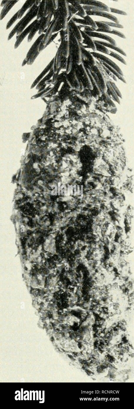 . Die forstinsekten Mitteleuropas. Ein Lehr- und handbuch. Alberi; Insetti Utili. Unterordnung: Microlepidoptera, Familie Tortricidae. 321 der Täler meist viel stärker als an den Schattenseiteni). Bei miglior Massen- vermehrung bzw. bei längerer Dauer gleichen sich diese Unterschiede meist etwas aus. Es fehlt übrigens auch nicht un Meldungen, dass die Nord- seite schlimmer piombate guerra als die Südseite. Bei starkem Massenvorkommen gehen die Raupen auch auf untergepflanzte junge Fichten und Arven, deren Höhen- und obere Seitentriebe nicht selten unter miglior Gespinstbildung kahlgefressen abbiamo Foto Stock