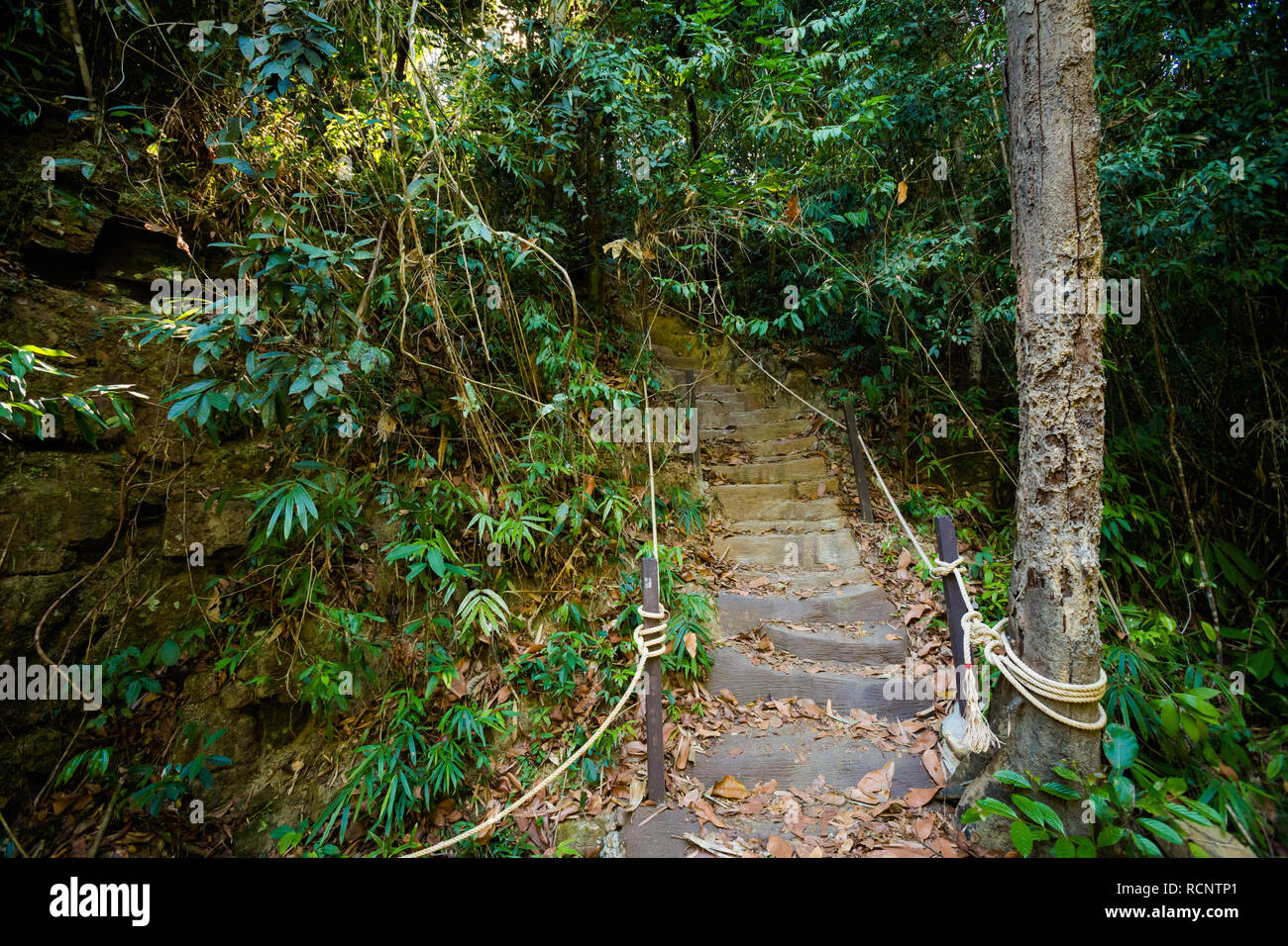 In estate il paesaggio nella giungla tropicale su Koh Kood island in Thailandia. Paesaggio pieno di verde bush in Klong Yai cascata area. Foto Stock