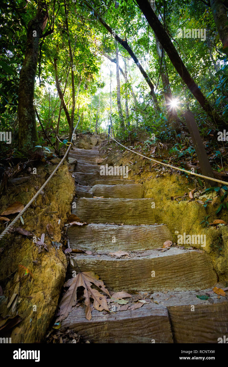 In estate il paesaggio nella giungla tropicale su Koh Kood island in Thailandia. Paesaggio pieno di verde bush in Klong Yai cascata area. Foto Stock