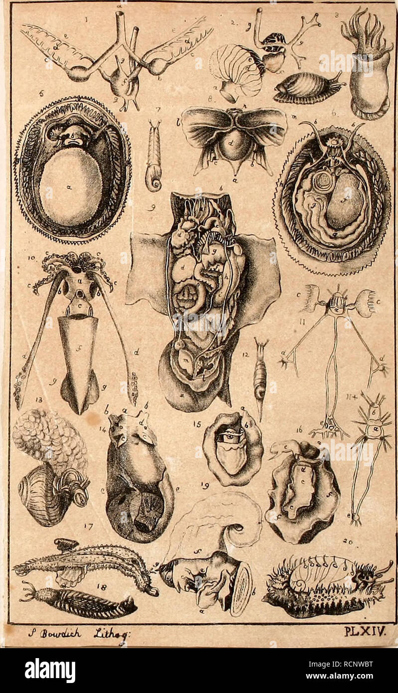 . Elementi di conchology : inclusi fossili di generi e gli animali. Molluschi; molluschi, fossile. Piastra XIV. 1. I cuori oi' la Calmai. a. La vena cava. bb. .. Laterali di cuori. cc. .. Arterie polmonari. 2. Il cuore della Aplysia. a. La vena cava. d. branchie. 3. Spirulafragilis con il suo guscio 4. Tapada putrts, con il suo guscio. 5. Il lato inferiore di una rotula, il capo piegato towar a. Il piede. Ho dd. Il luogo delle branchie ee. .. Le vene polmonari. f. .. Centro. Io gg. .. Aorta. j e. Il padiglione auricolare e nella vena polmonare. f. .. Il cuore, j g. .. Le arterie. Ho il bottino. bocca, tentacula. Foto Stock