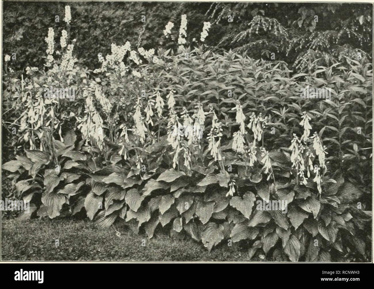 . Die Gartenkunst. Giardinaggio; Giardini -- l'Europa. XV, DIE GARTENKUNST. 325. Funkia ovata. Nach einer Aufnahme von R. Rothe, Riverton materiale gehrenswertes für Vasenschmuck des Zimmers von erfreulicher Haltbarkeit. Bedauerlich ist der Wirrwar in der Benennung der Funkien in den einschläglichen Preisverzeichnissen. Ich halte mich deshalb nur un diejenigen Sorten, von denen ich die richtigen Namen zu geben imstande bin. Die Verwendbarkeit der Funkien ist eine außerordentlich vielseitige. Die großblätterigen Vertreter, vorzugsweise die blau-grün belaubten Arten Funkia Sieboldi, - Fortuna Foto Stock