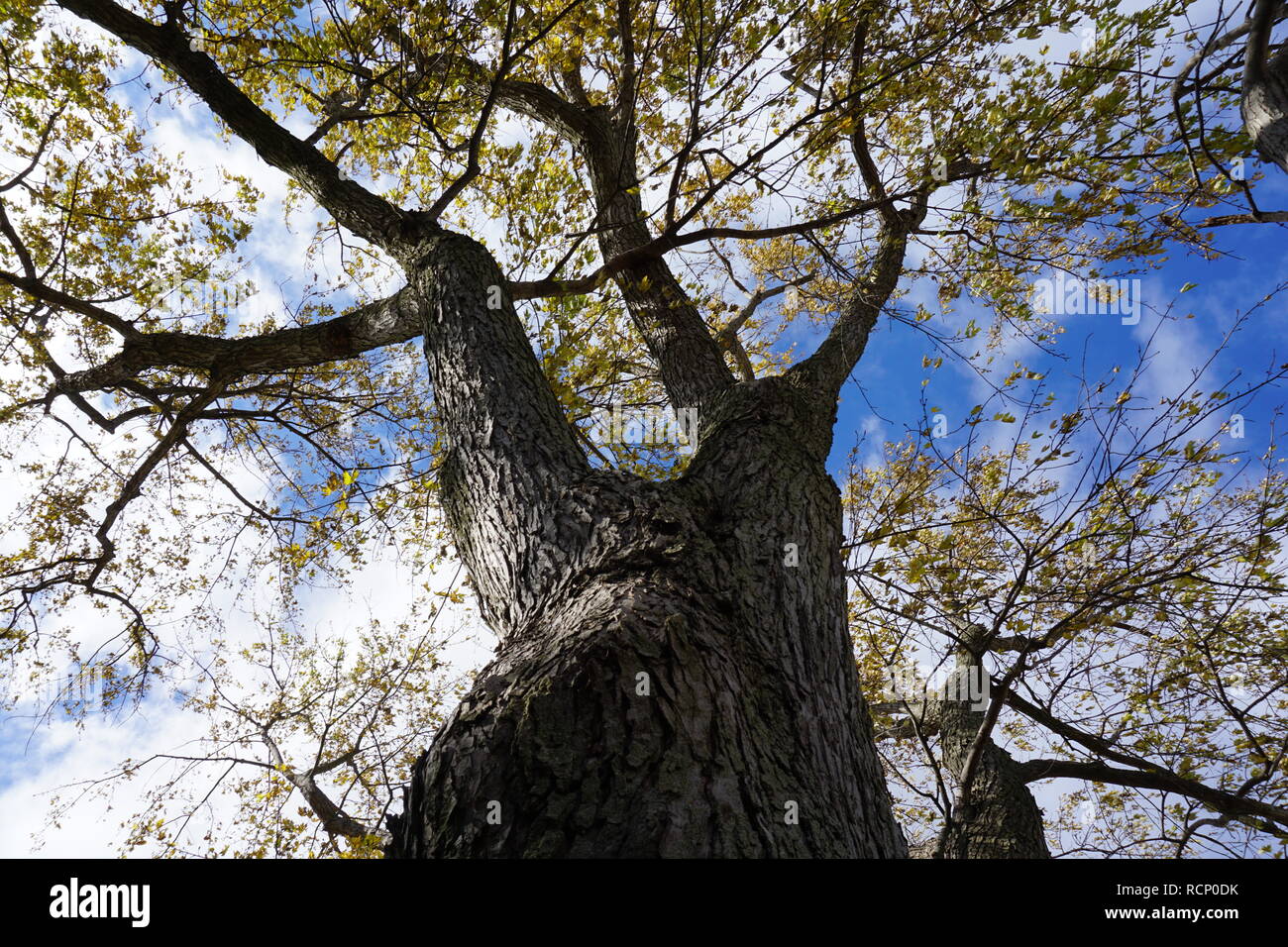 Autunno abscissione, acero e tronco, Central Illinois Foto Stock