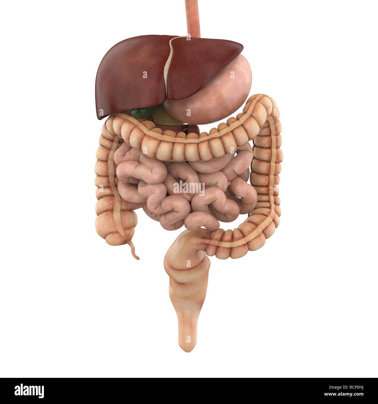 Apparato Digestivo umano illustrazione Foto Stock
