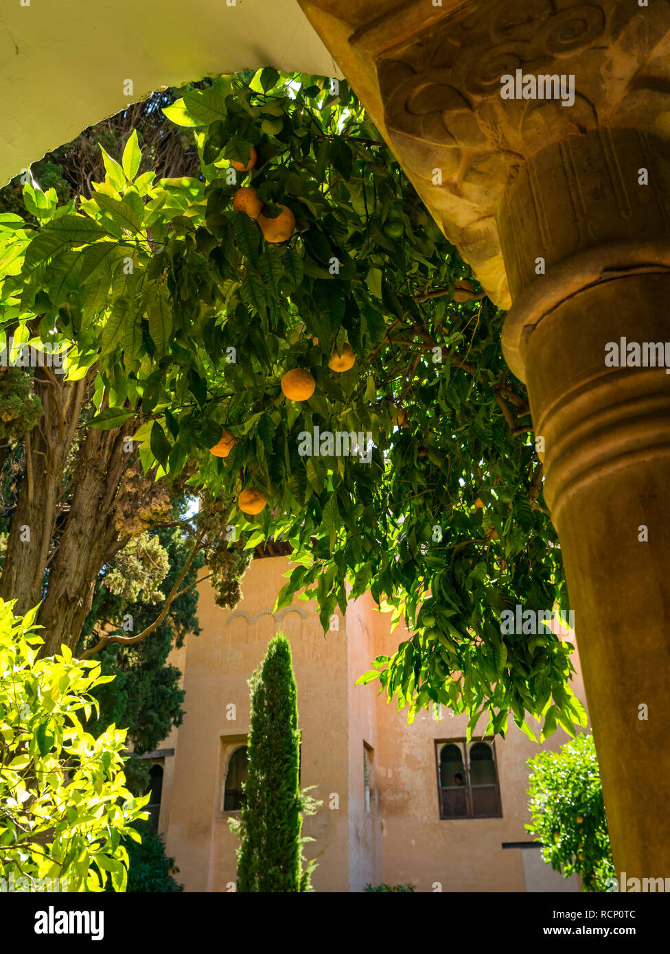 Arance crescono sugli alberi, Daraxas giardino, Giardino dell'arancio, Nasrid Palace, Alhambra Palace, Granada, Andalusia, Spagna Foto Stock