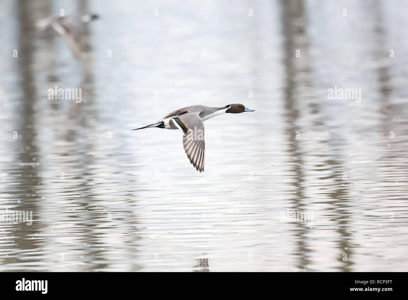 Northern pintail duck in Vancouver BC Canada. Foto Stock