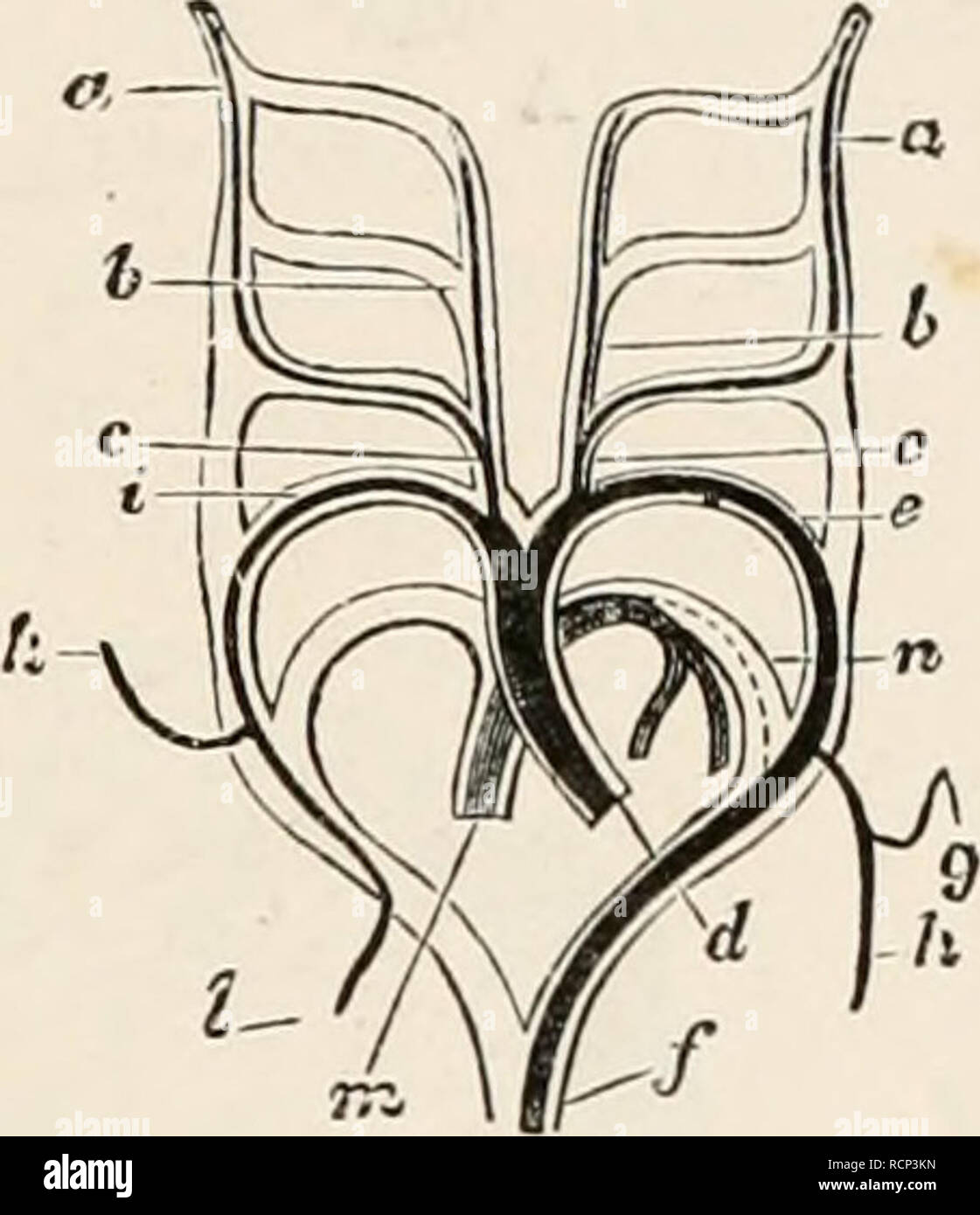 . Elementi di anatomia comparata dei vertebrati. Anatomia, comparativo; vertebrati -- anatomia. J" 4 FIG. 221.-schema che mostra le trasformazioni degli archi aortica- A, IN UN LlZAKD ; B IN UN SERPENTE ; C, IN UN BlRD ; E D, in un mammifero. (Dopo Rathke.) (visto da sotto.) A.-a, interno e b, carotide esterna ;c, carotide comune ; d, dotto Botalli tra la terza e la quarta archi ; c, proprio arco aortico ; /, succlavio ; y, aorta dorsale ; h, sinistra arco aortico ; i, arteria polmonare ; k, rudiment del dotto Botalli tra arteria polmonare e l'aorta. B.-a, interno e b, exter Foto Stock