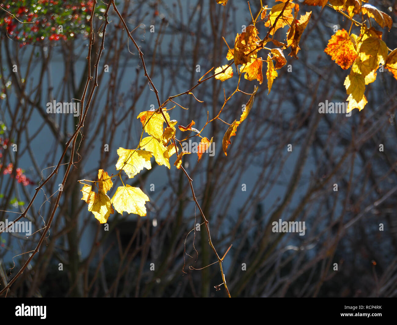 Giallo di foglie di acero lasciata sulle vigne nel giardino cinese alla Biblioteca di Huntington Foto Stock
