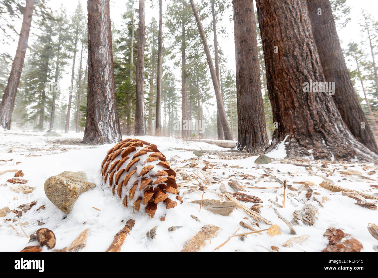 Una pigna circondato dalla neve crea una pacifica scena d'inverno. Foto Stock