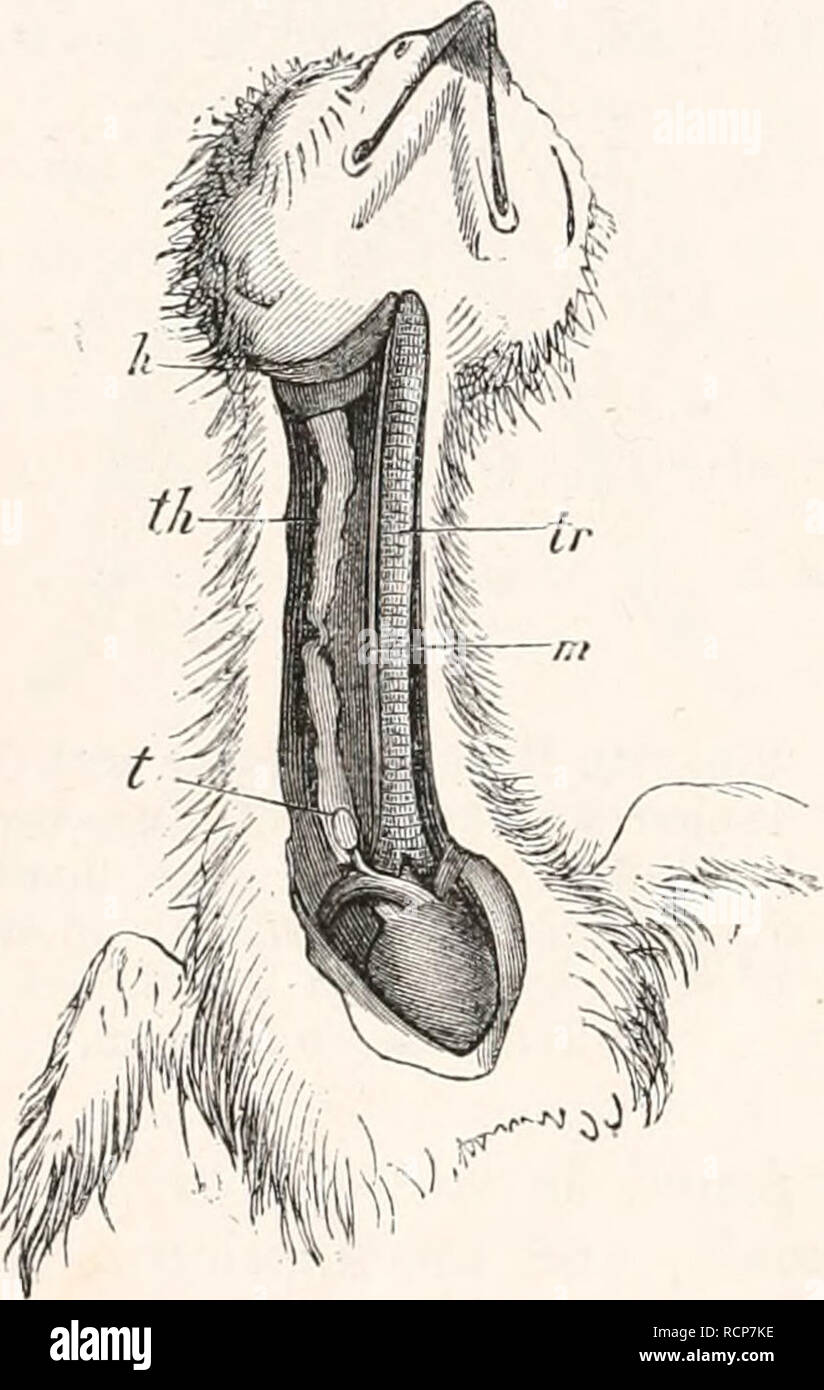 . Elementi di anatomia comparata. Anatomia di confronto. 554 COMPAEATiVE ANATOMIA. tutta la cavità brachiale, sembra che siano stati ridotti in confronto con lo stesso organo in Tunicata. Quando l'organo che funziona come una linguetta è differenziata, la scanalatura sotto- va ancora ulteriore riduzione, e viene convertito in un canale che viene gradualmente tagliati fuori dalla cavità superiore (Fig. 311), ed è finalmente completamente separato da esso. Nell'animale adulto è convertita in un complesso di follicoli, coperto con epitelio, che si estendono dalla seconda alla quarta coppia di branchia Foto Stock