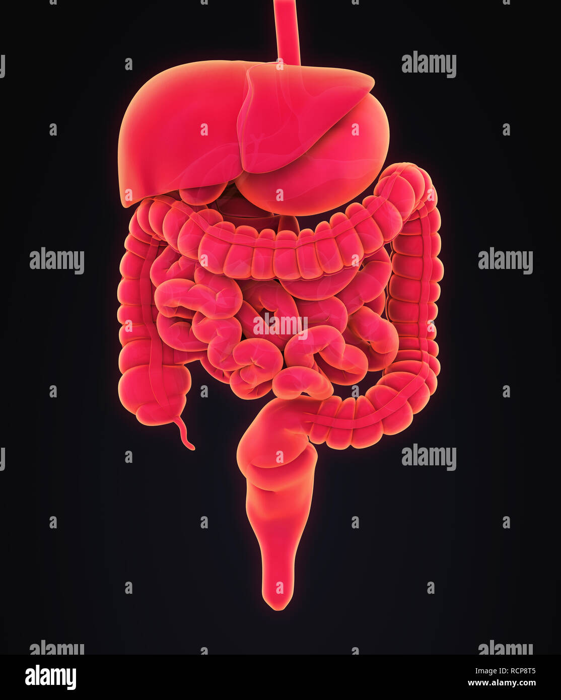 Apparato Digestivo umano illustrazione Foto Stock